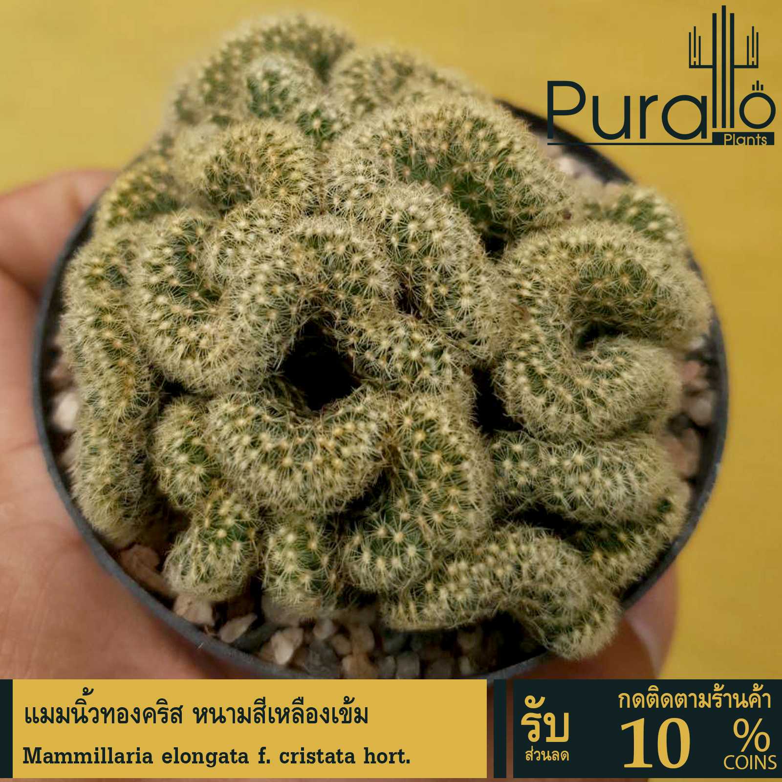 ต้นกระบองเพชร แมมนิ้วทองคริส หนามสีเหลืองเข้ม #Mammillaria elongata f. cristata hort. #แคคตัส