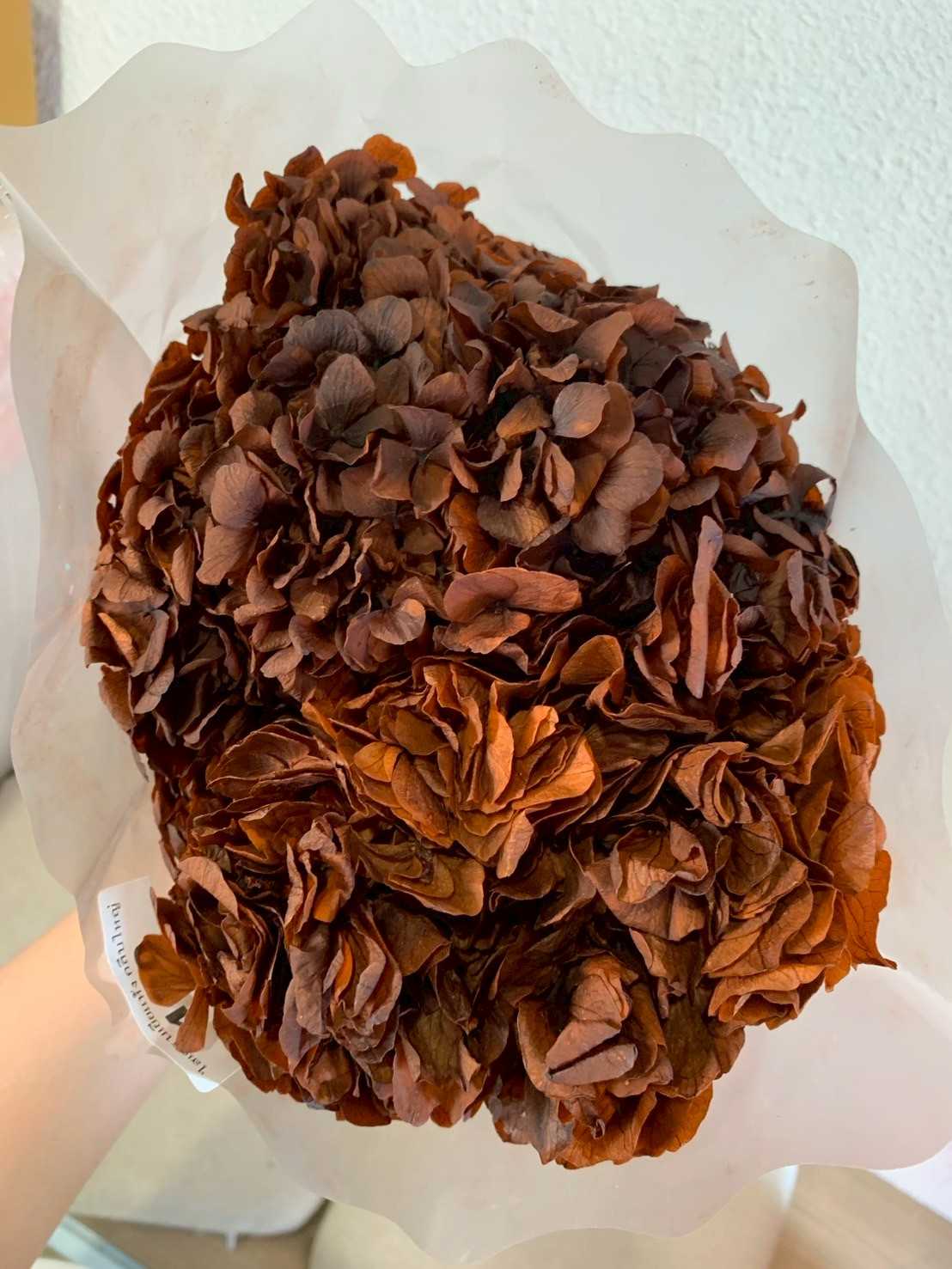 ไฮเดรนเยียกลีบใหญ่แห้ง-น้ำตาล