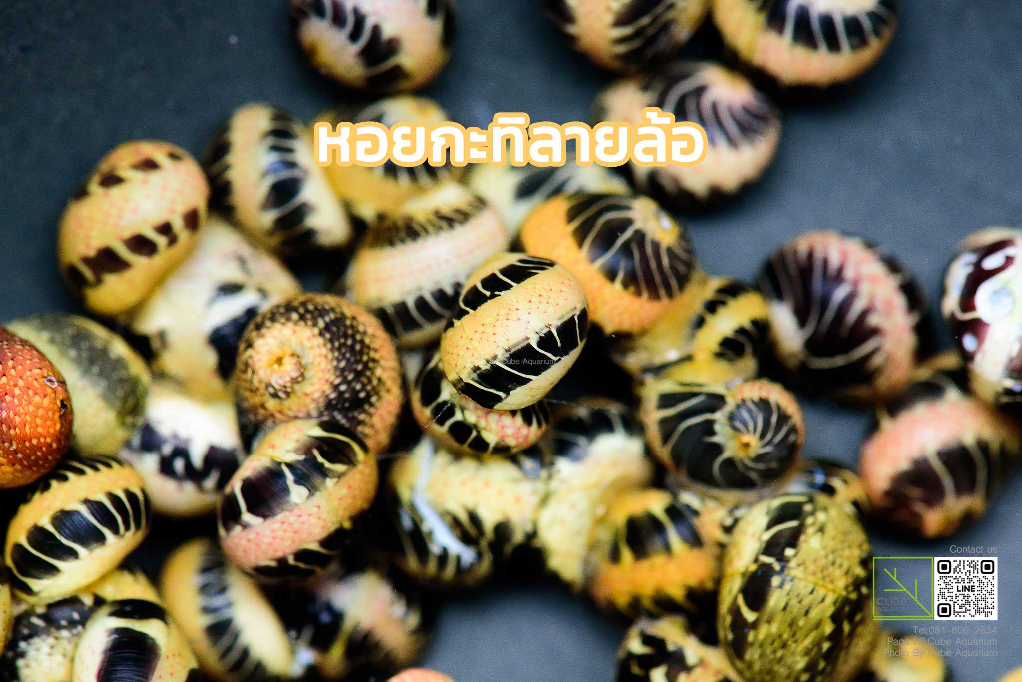 หอยกะทิลายล้อ Nerite Snail Special Colours 0.3นิ้ว