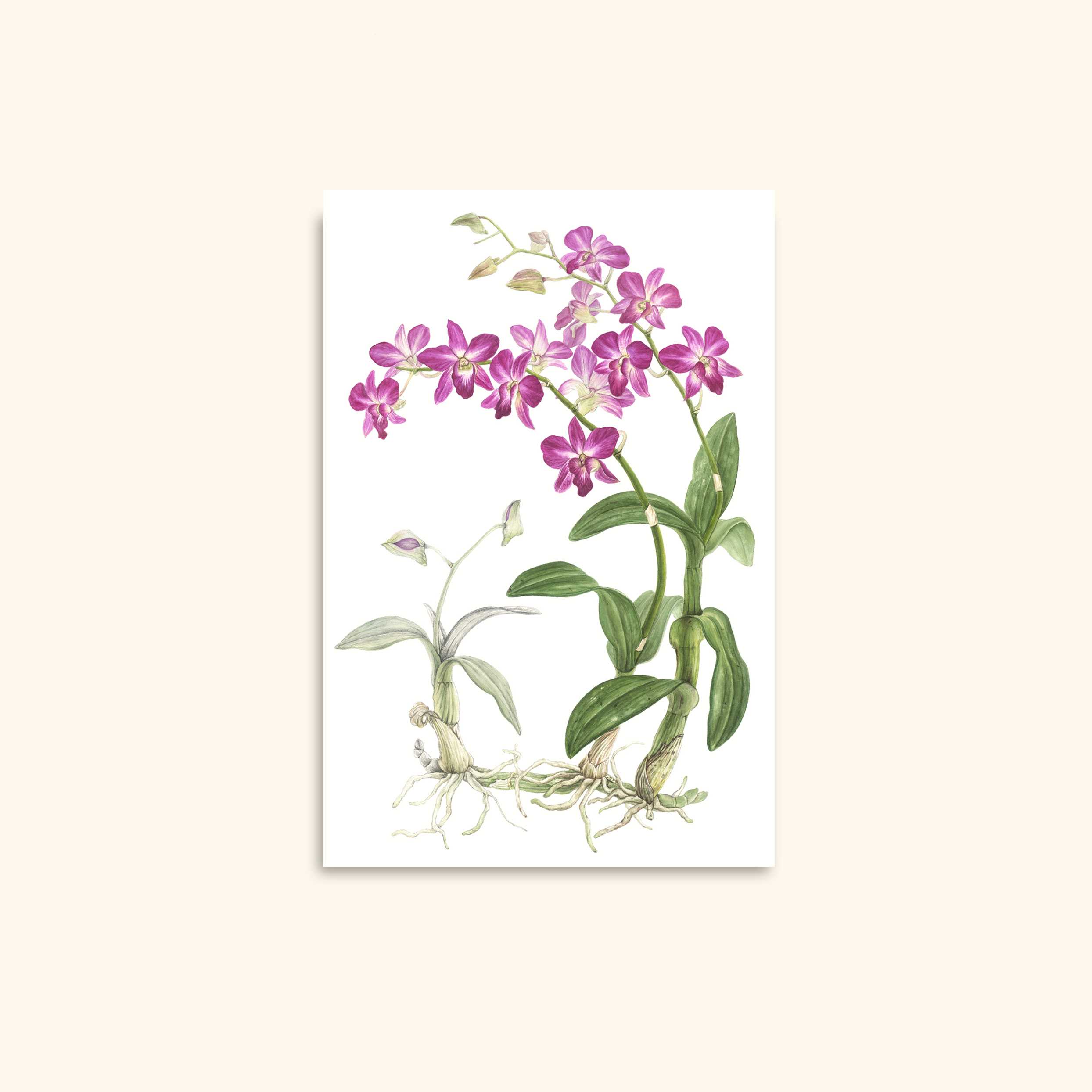 Purple dendeobium greeting card