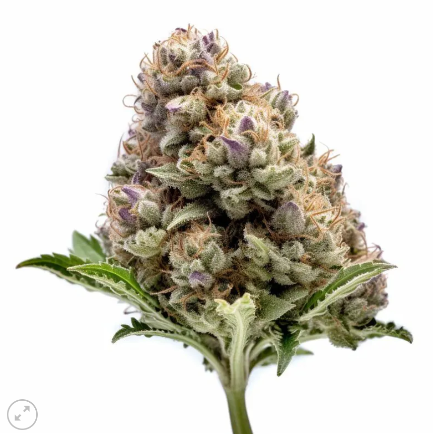 Bubbles feminized pack 3