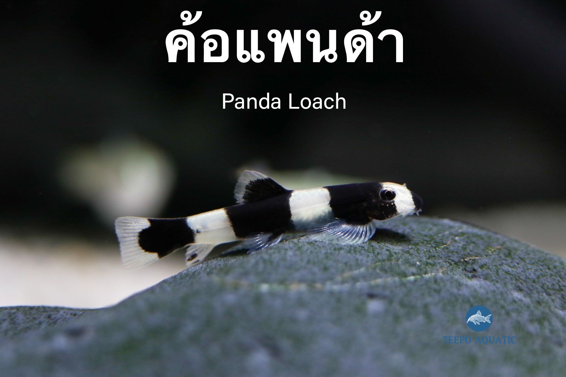 ปลาค้อแพนด้า Panda Loach