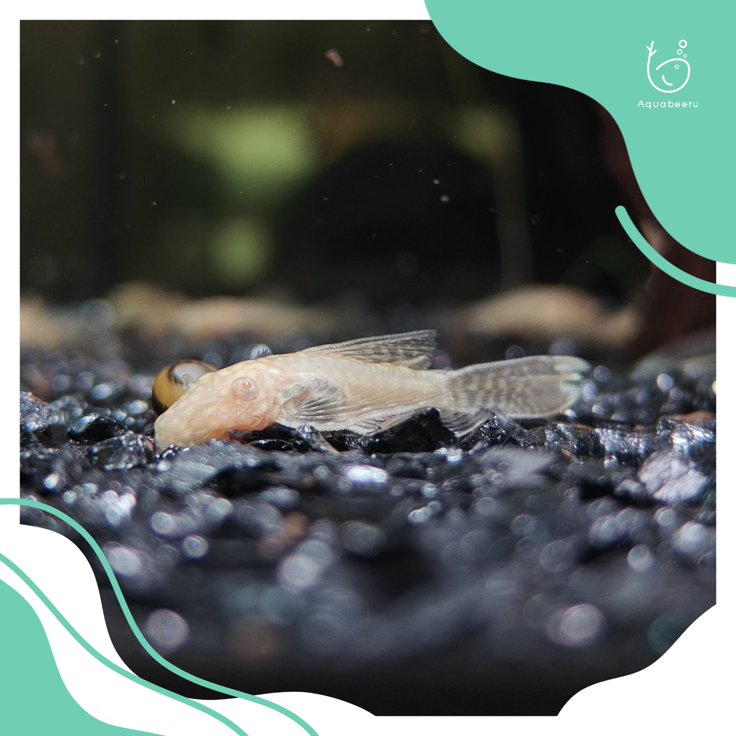 L144 ซัคเกอร์เผือกหางยาว (Albino Bristlenose Longfin Pleco)