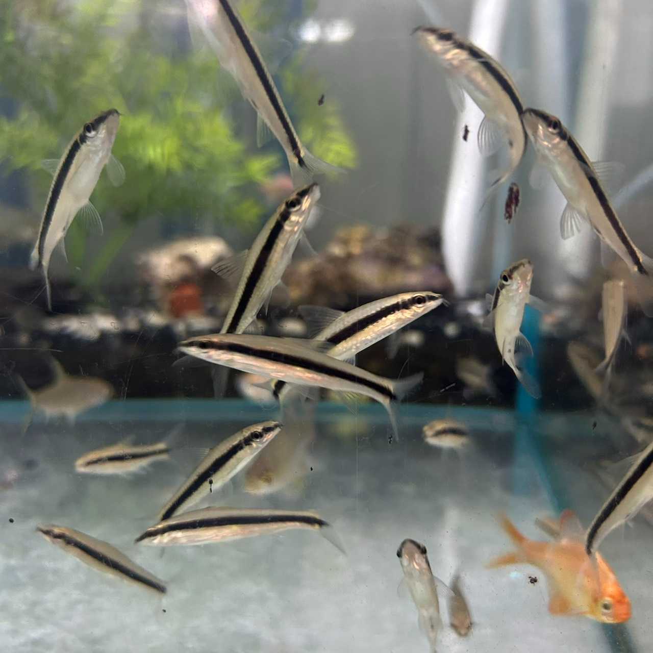 ปลาเล็บมือนาง Wrestling Halfbeak Thailand (ไซส์ 2 นิ้ว )