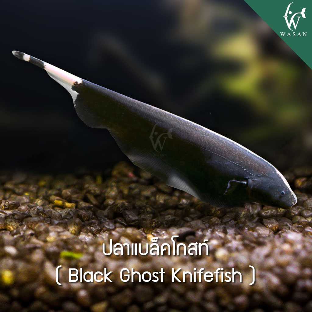ปลาแบล็คโกสต์ Black Ghost Knifefish (ไซส์ 3 นิ้ว)