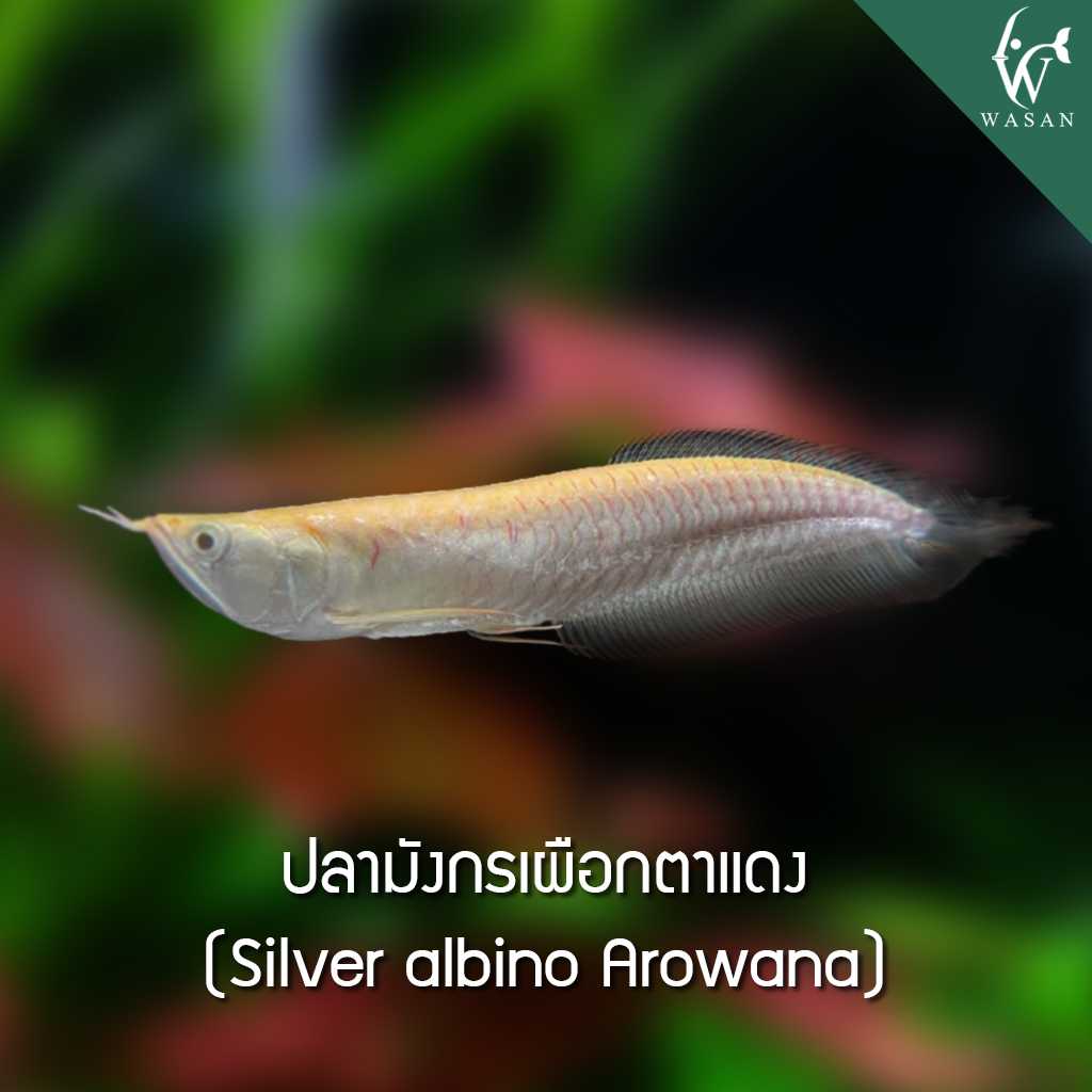 ปลามังกรเผือกตาแดง Albino Silver Arowana (4 นิ้ว)