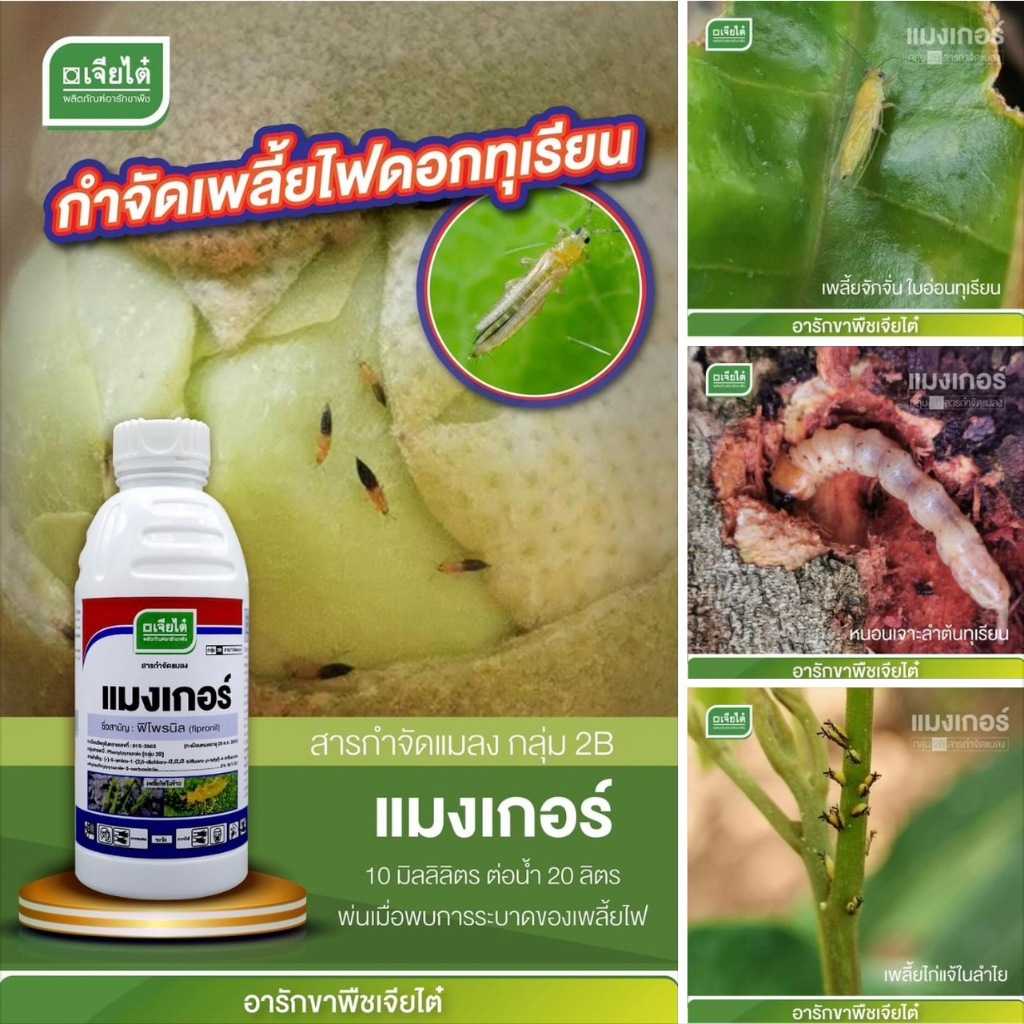 แมงเกอร์ - ฟิโพรนิล fipronil 5% W/V SC ออกฤทธิ์แบบดูดซึม กำจัดเพลี้ยไฟ