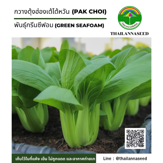 กวางตุ้งฮ่องเต้ไต้หวัน พันธุ์กรีนซีฟอม ( ขนาด 1.5 กรัม ) รหัสสินค้า 4016