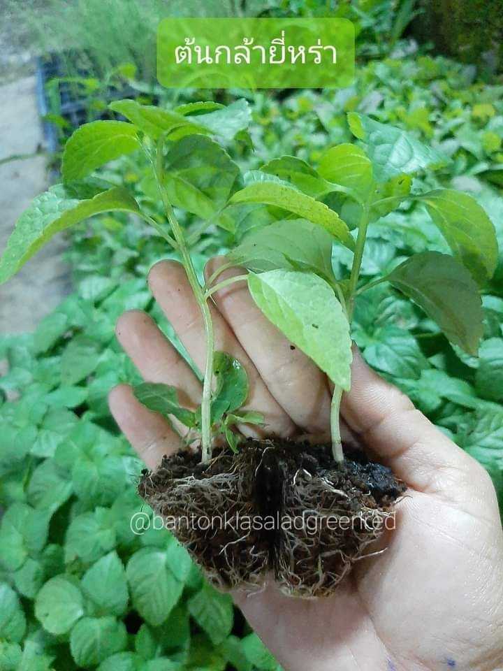 ต้นกล้าผักยี่หร่า(โหระพาช้าง)••พร้อมส่ง! #พืชผักสวนครัว