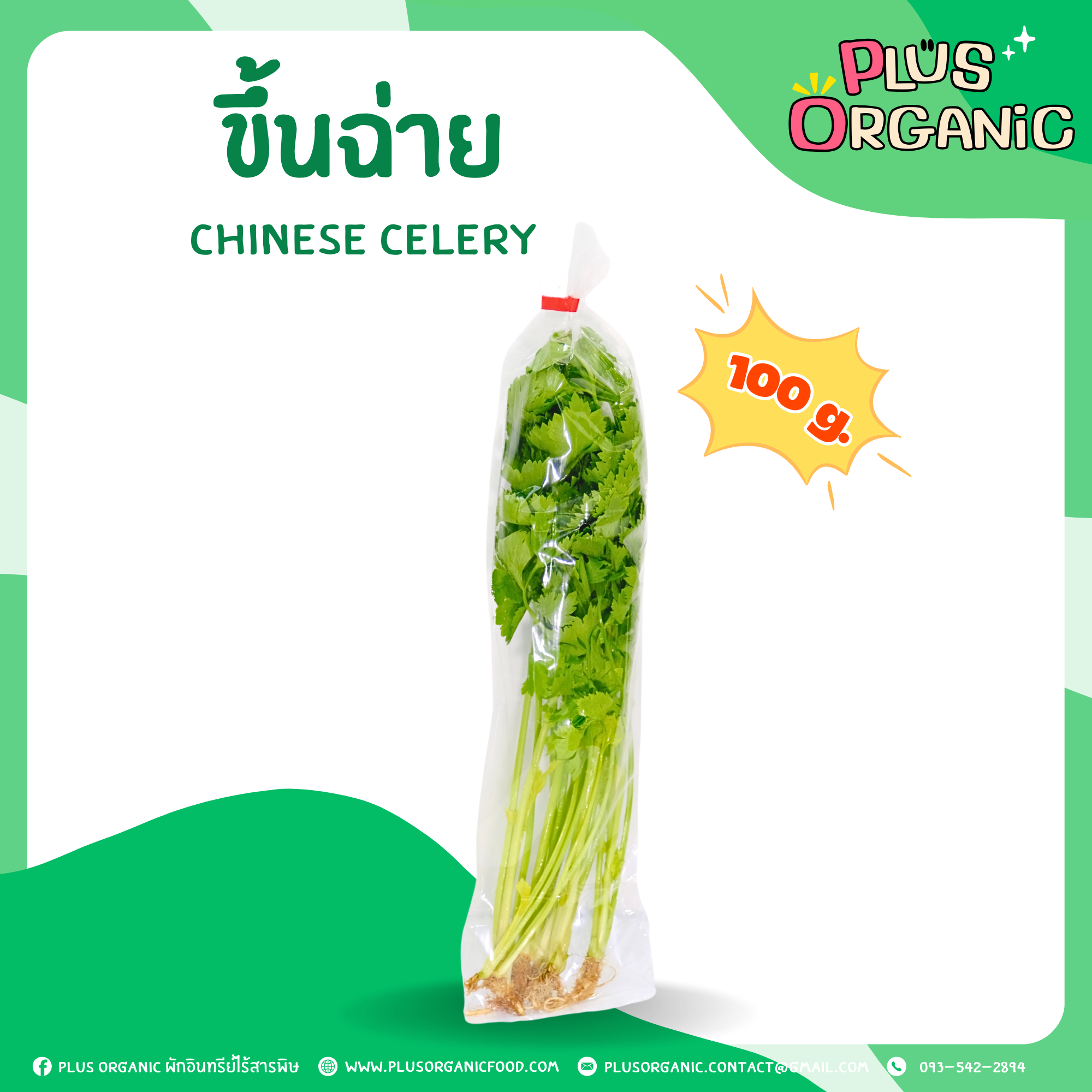 ขึ้นฉ่าย ออร์แกนิค - Organic Chinese Celery