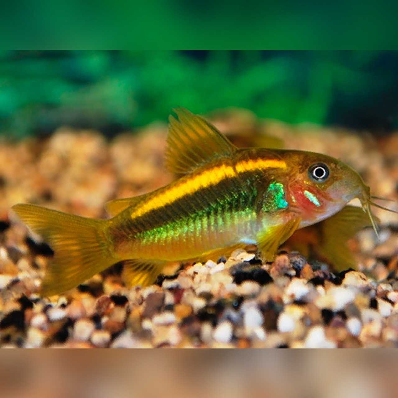 Corydoras Gold Laser 🇵🇪 