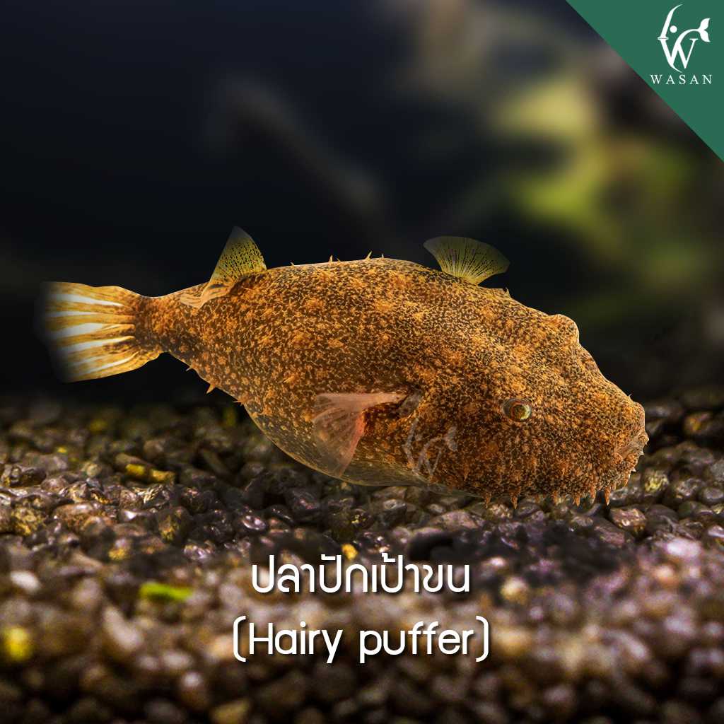 ปลาปักเป้าขน Hairy puffer (ไซส์ 2 นิ้ว)