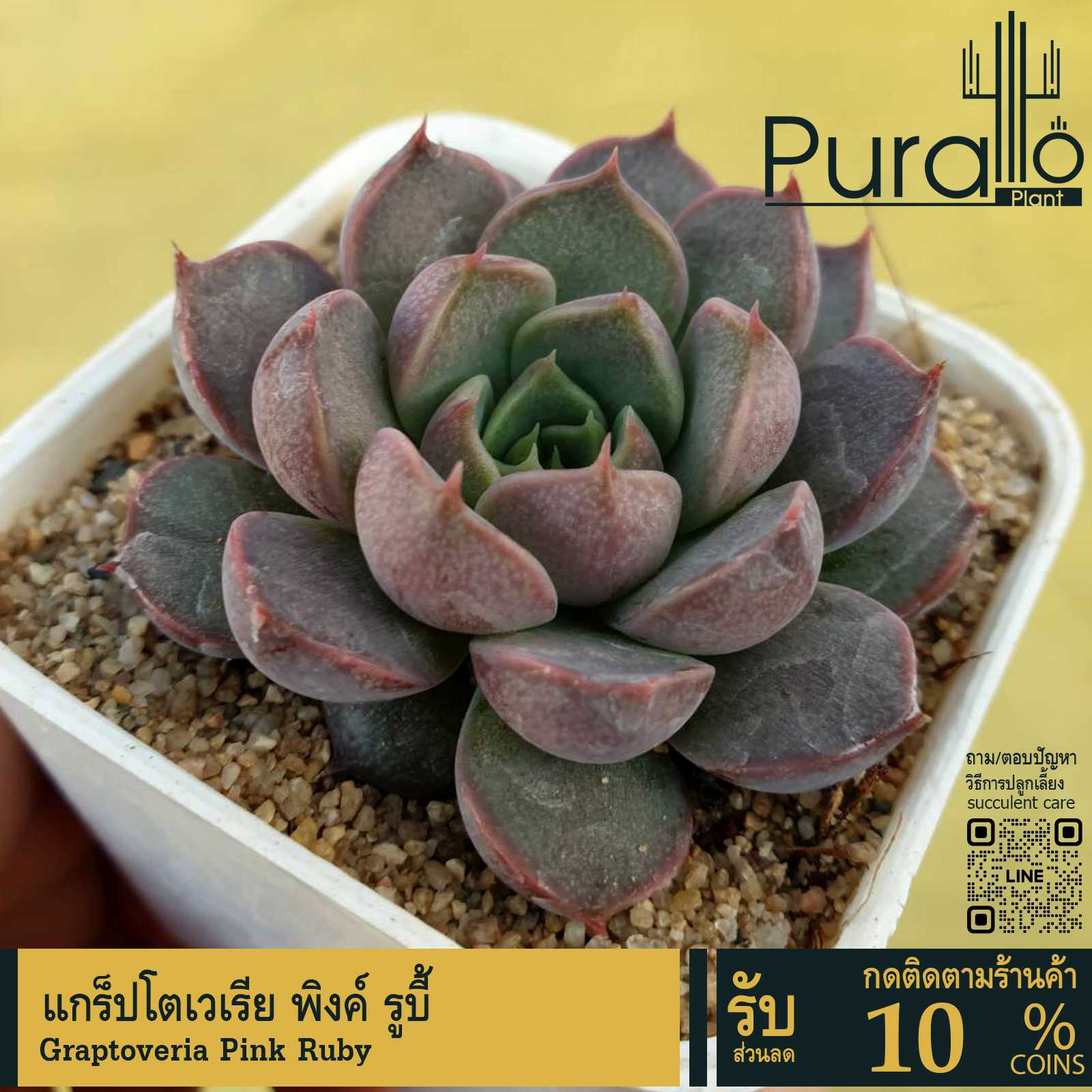 ต้นไม้อวบน้ำ กุหลาบหิน แกร็ปโตเวเรีย พิงค์ รูบี้ Graptoveria Pink Ruby #ดอกไม้ตกแต่ง