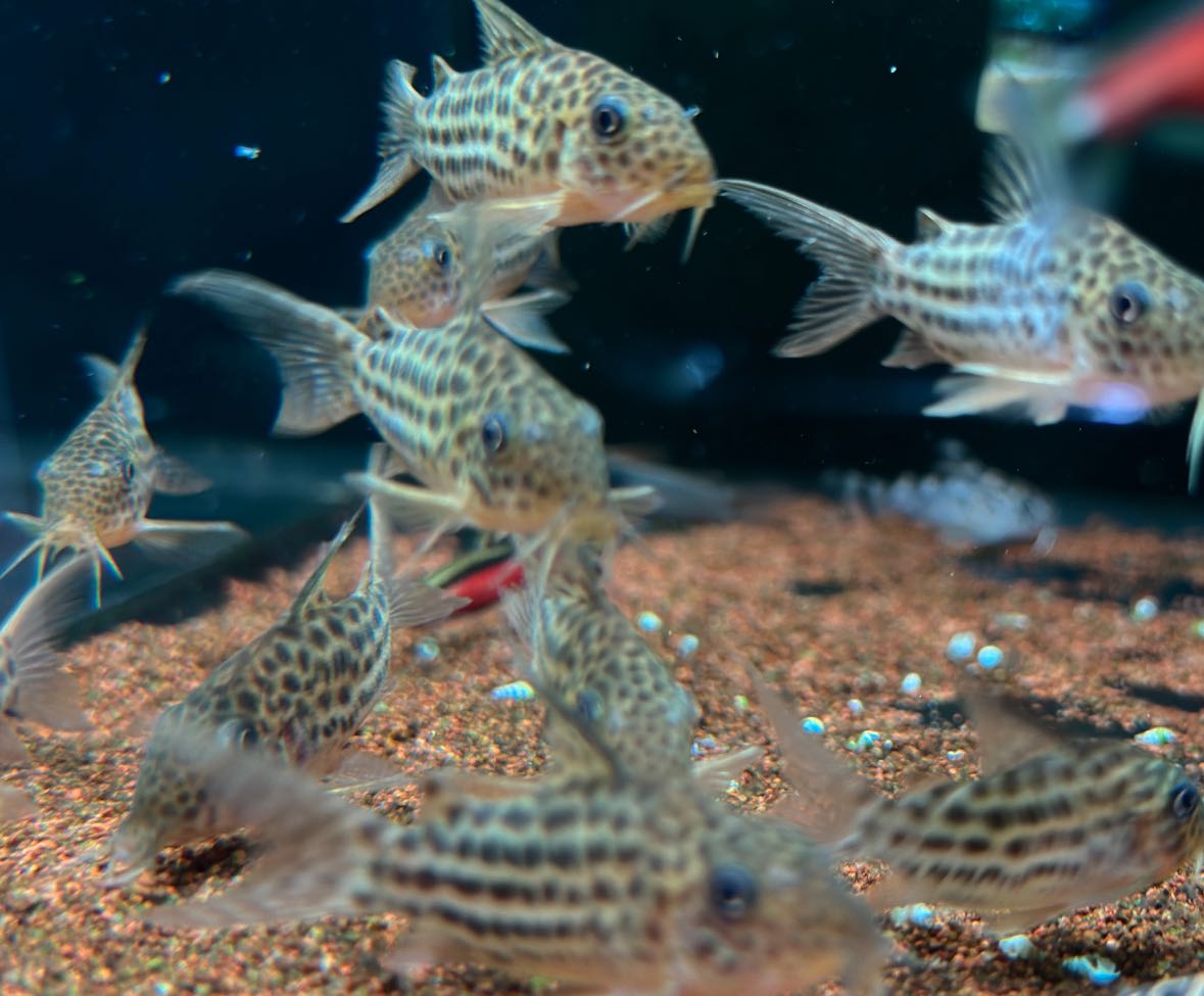 199	Corydoras C068 High Fin