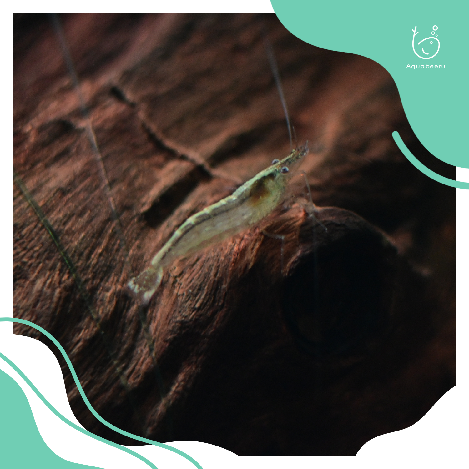 กุ้งบาบิวติ (Babaulti shrimp)