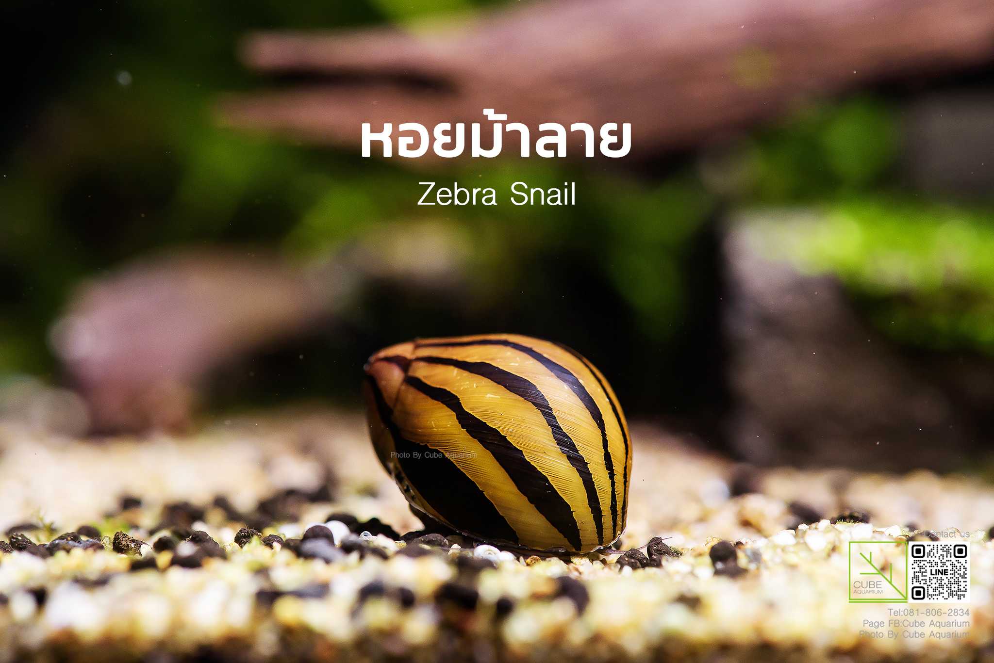 หอยม้าลาย Zebra Snail