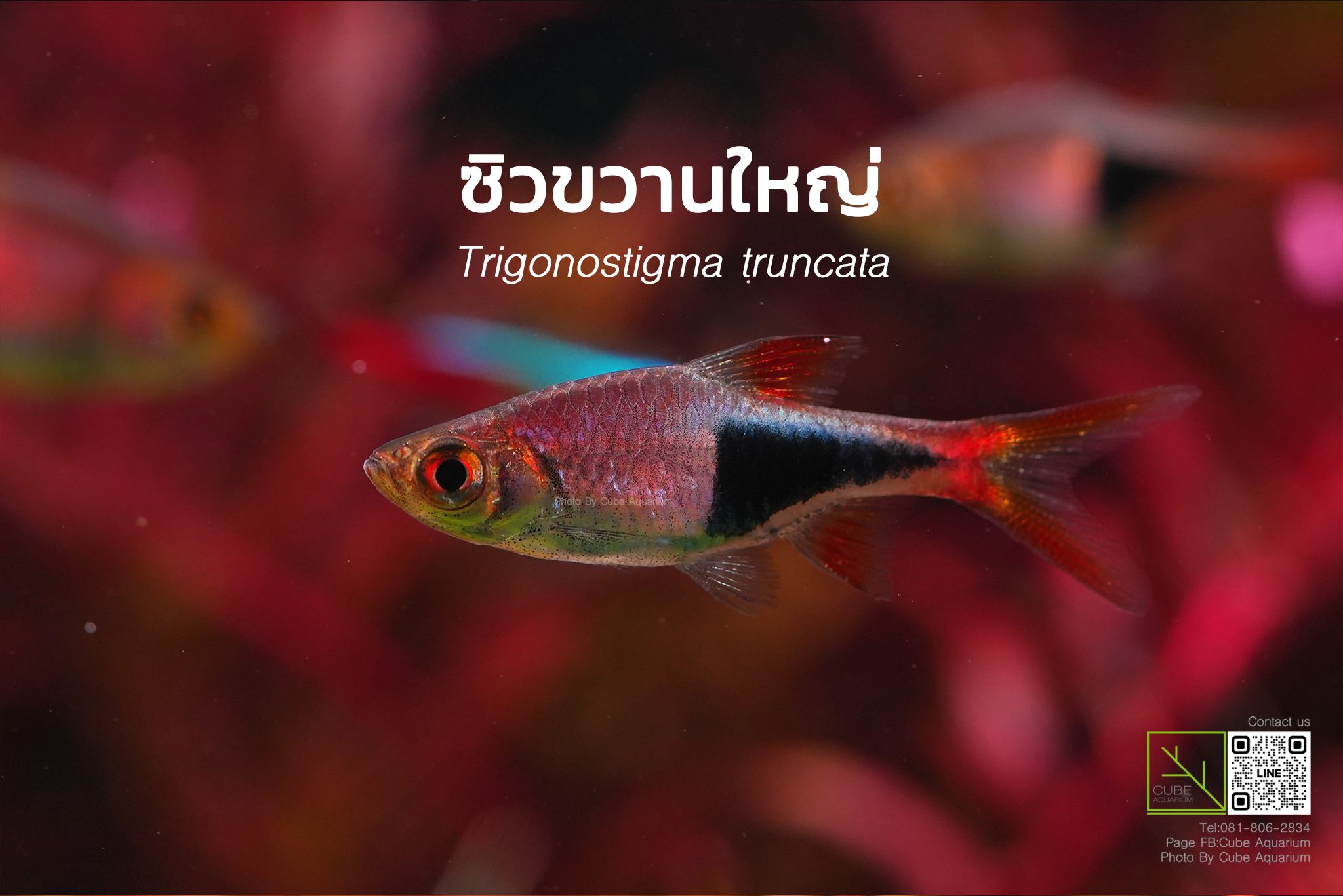 ปลาซิวข้างขวานใหญ่ Trigonostigma truncata 0.8นิ้ว