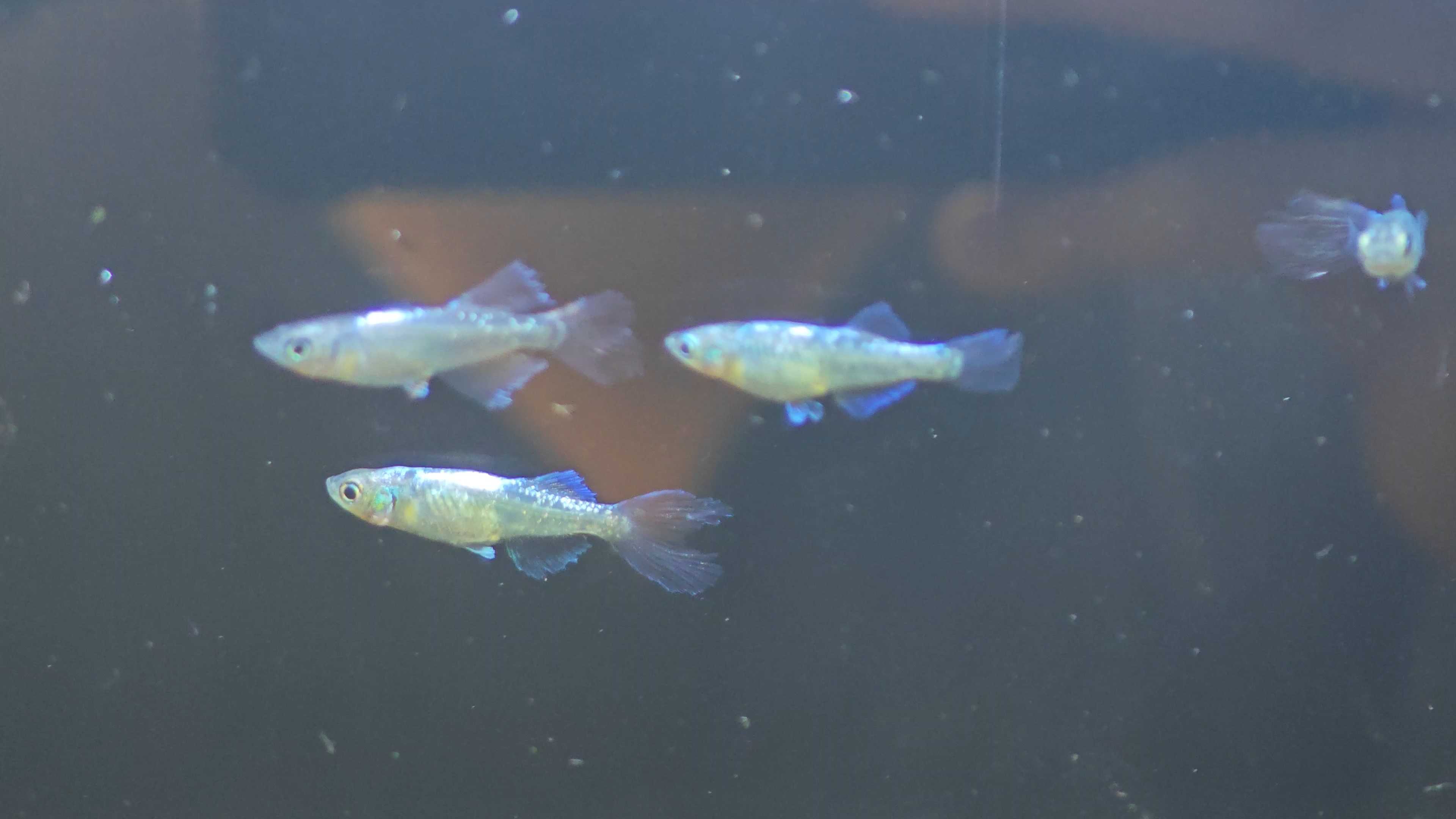 Medaka fish Light blue bellflowerนำเข้าจากญี่ปุ่น