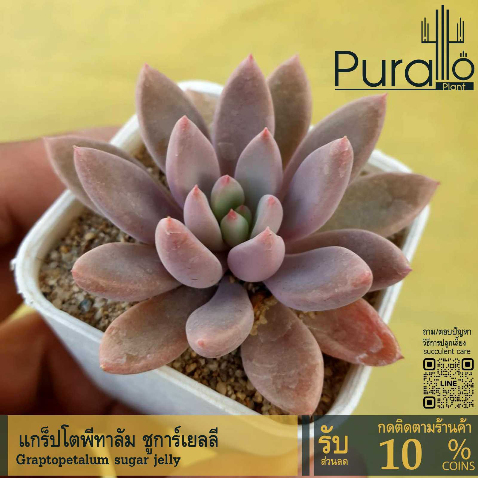 ต้นไม้อวบน้ำ กุหลาบหิน แกร็ปโตพีทาลัม ชูการ์เยลลี่ Graptopetalum sugar jelly #ดอกไม้ตกแต่ง