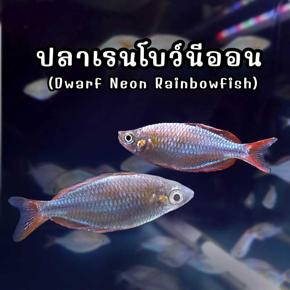 ปลาเรนโบว์นีออน (Dwarf Neon Rainbowfish) 2 ตัว มีประกัน ปลาตู้ไม้น้ำ