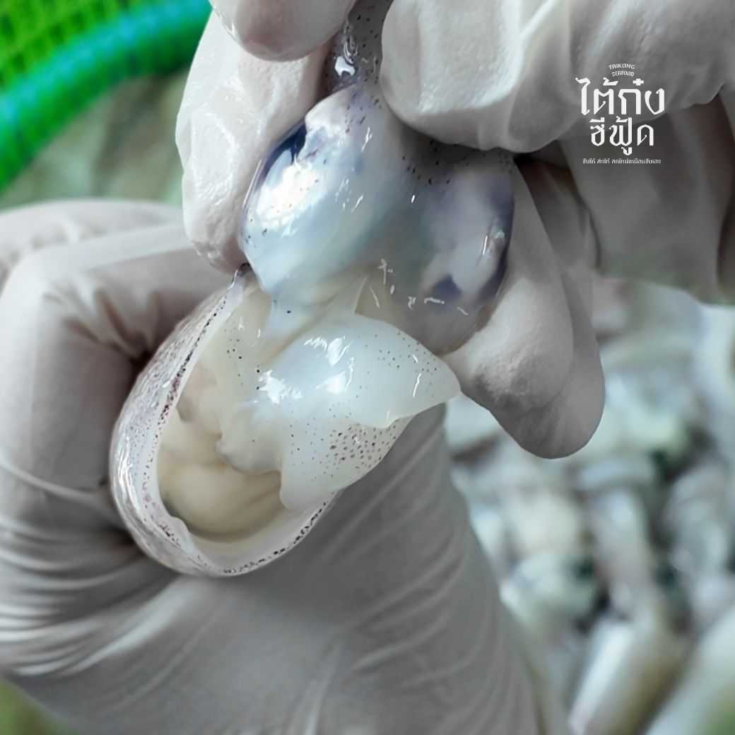 🦑 หมึกไข่ ย่าง ทอด นึ่งมะนาว ต้องไม่พลาด ปลอดสารเคมี ไม่บวมน้ำ ยังไม่โดนน้ำจืด - ไต้ก๋ง ซีฟู้ด