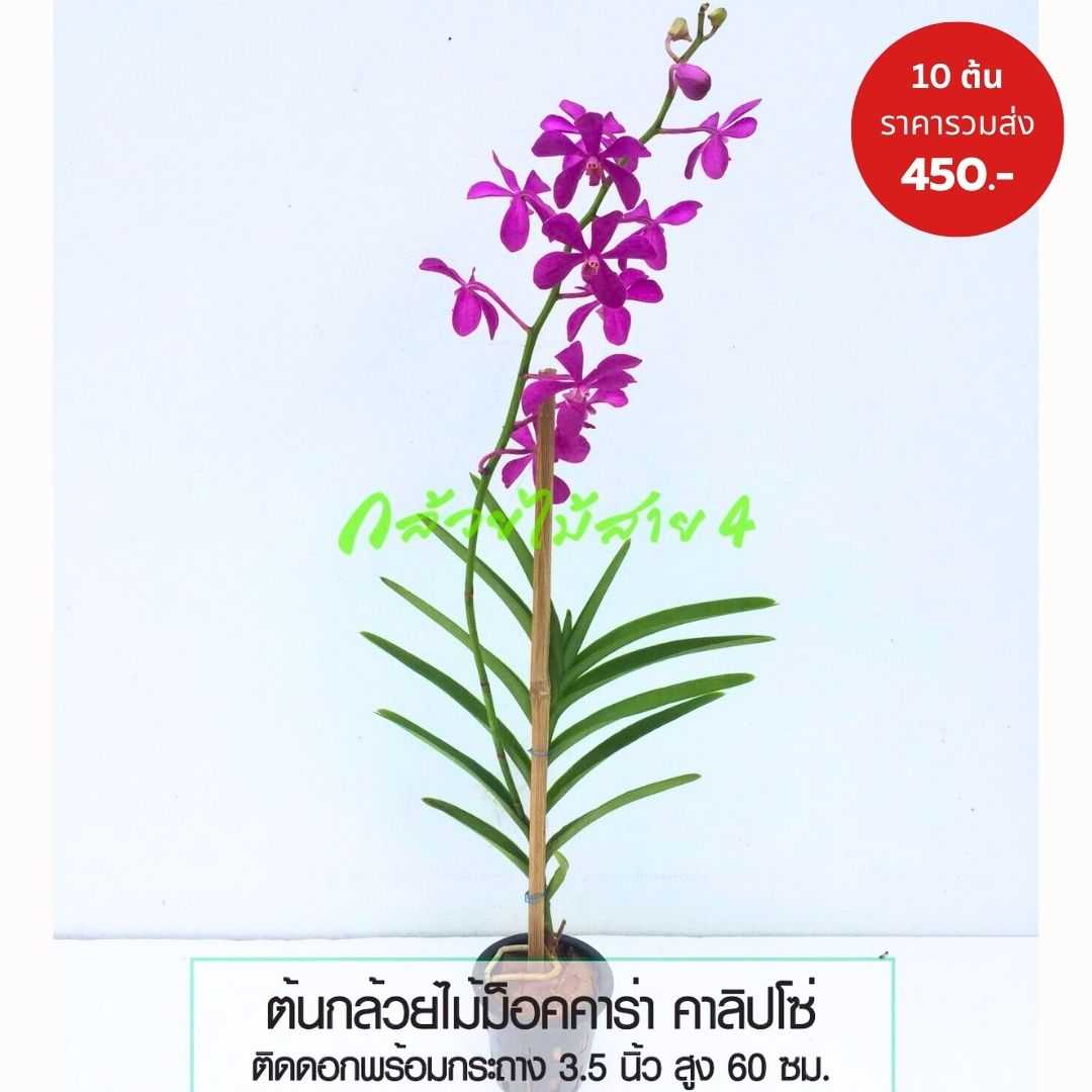 ต้นกล้วยไม้ม็อคคาร่าคาลิปโซ่ติดดอก พร้อมกระถาง 3.5 นิ้ว สูง 70 ซม เซท 10 ต้น