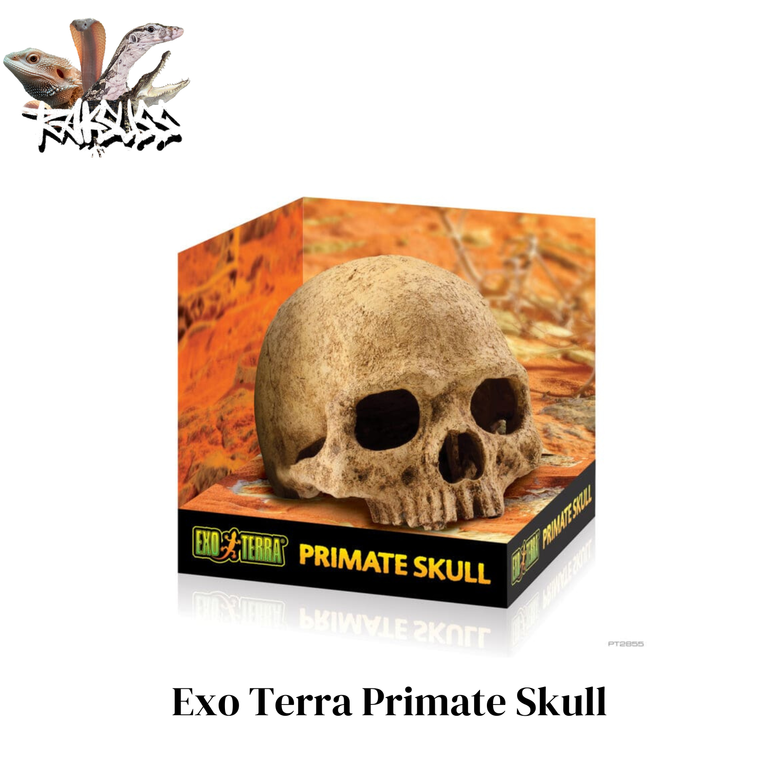 Exo Terra Primate Skull