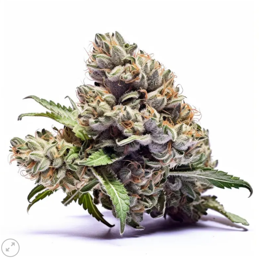 Runtz feminized pack 3