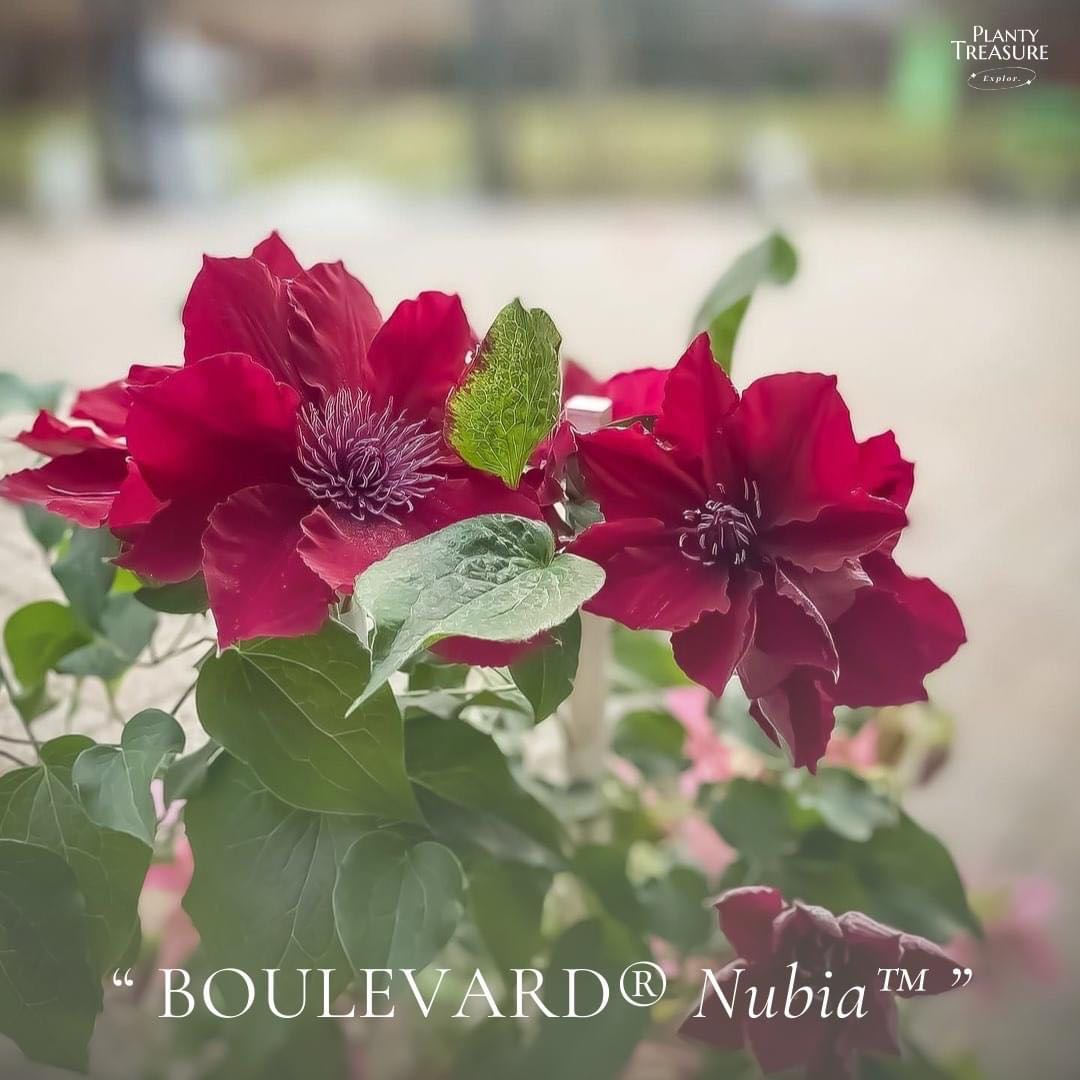 Clematis Nubia (พร้อมส่ง)