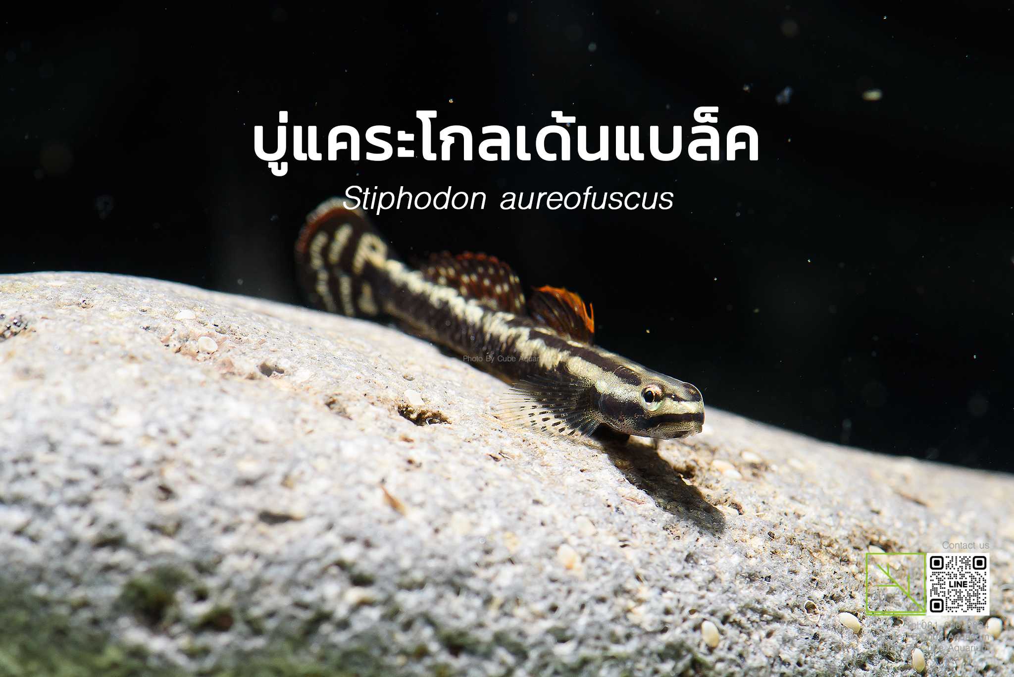 ปลาบู่แคระโกลเด้นแบล็ค Stiphodon aureofuscus (Golden black goby)