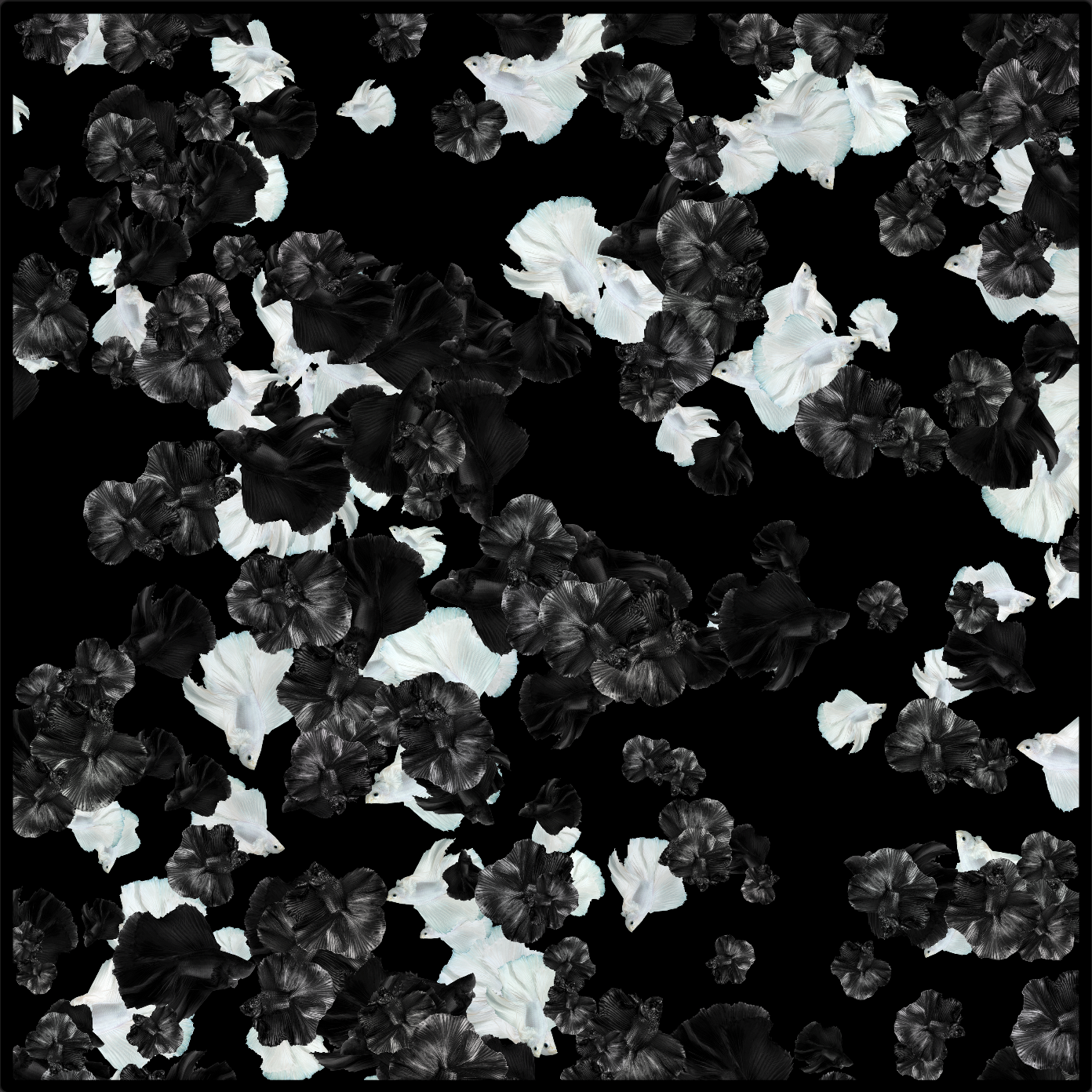 Black & White Mix Halfmoon Betta  Scarf - Black