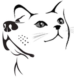 An Image