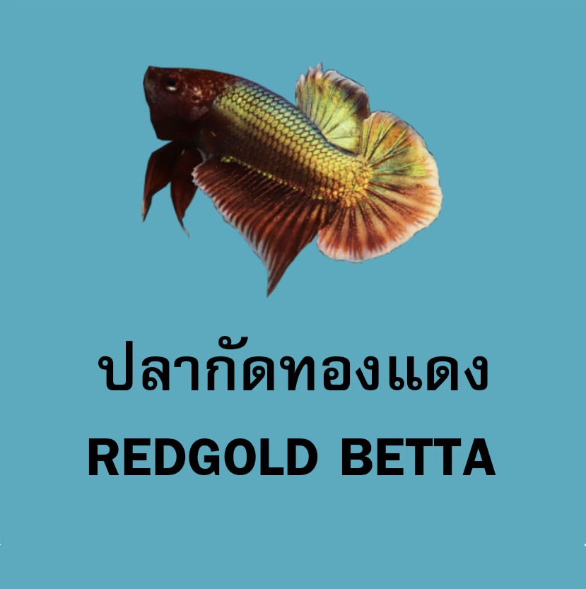 An Image