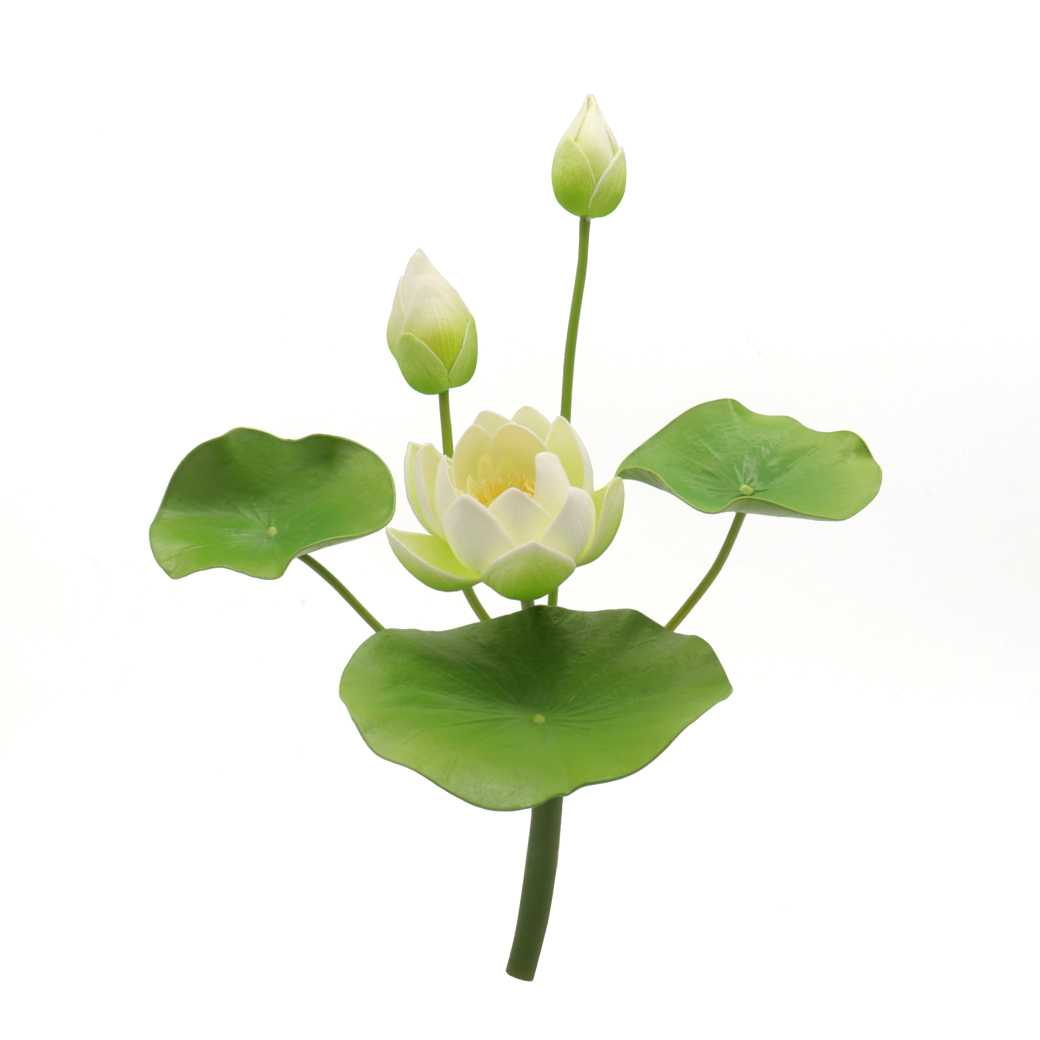 ดอกบัวหลวง - สีขาว - Accessories