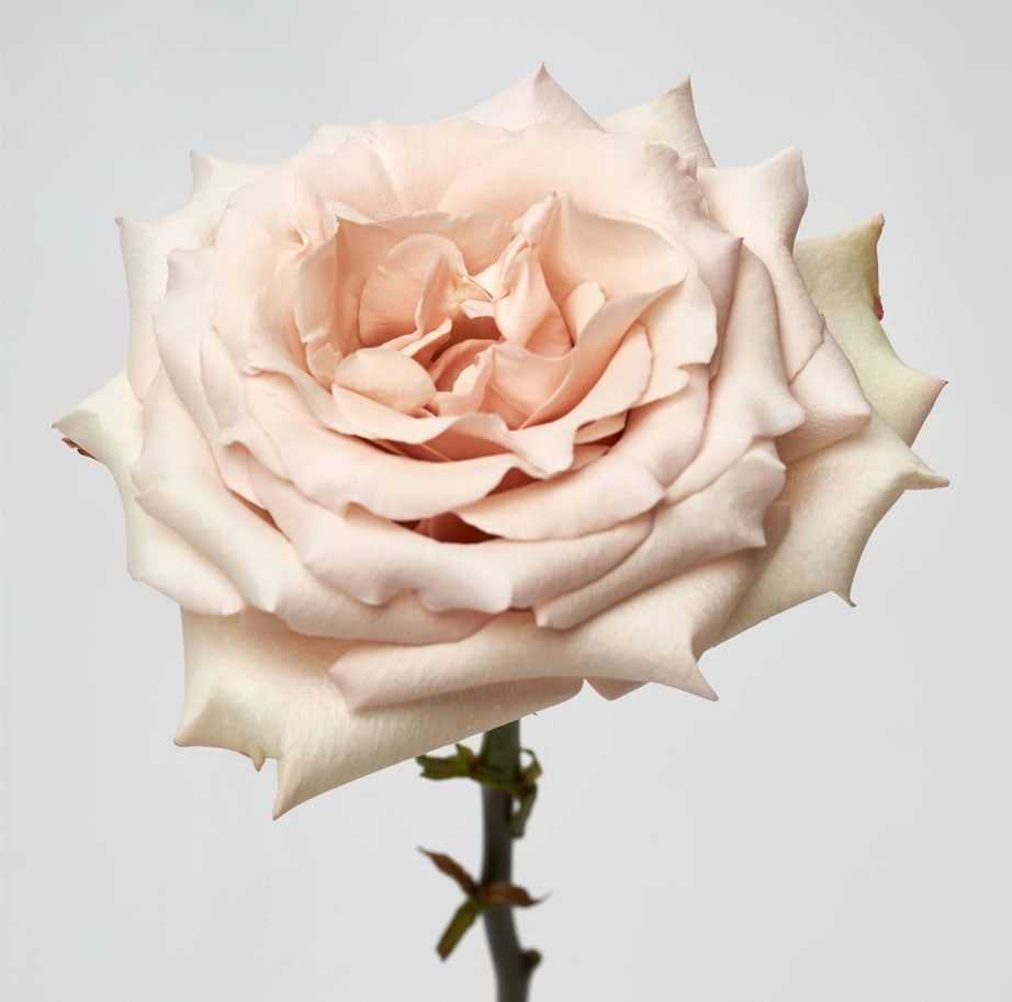 Rose Quicksand