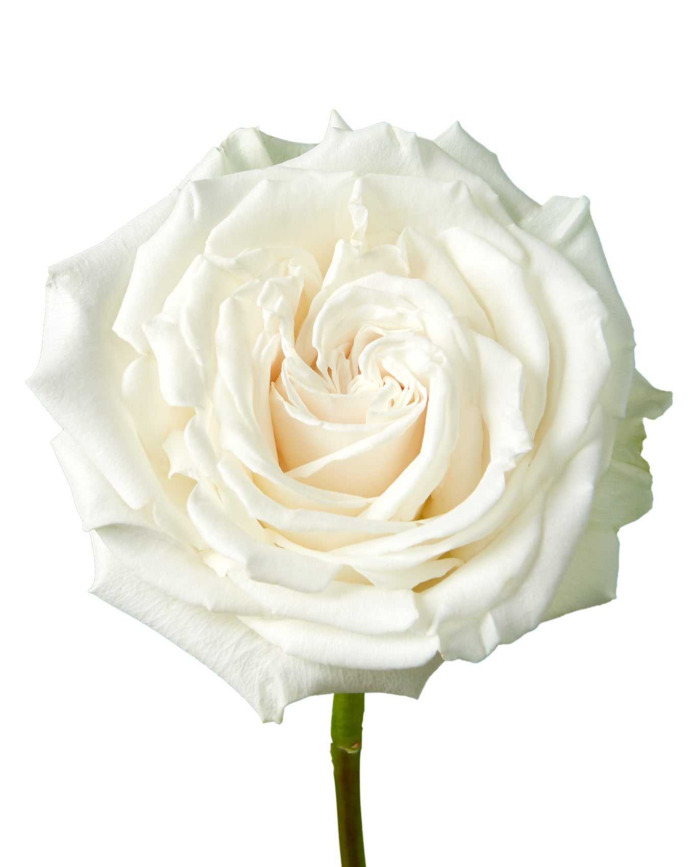 An Image