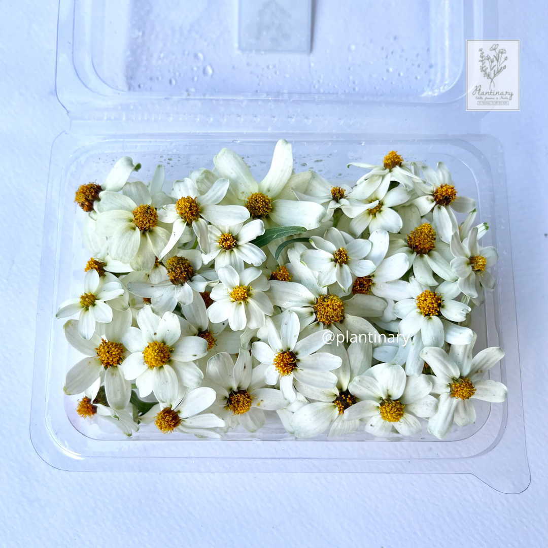 ดอกกระดุมขาวล้วน (white zinnia)