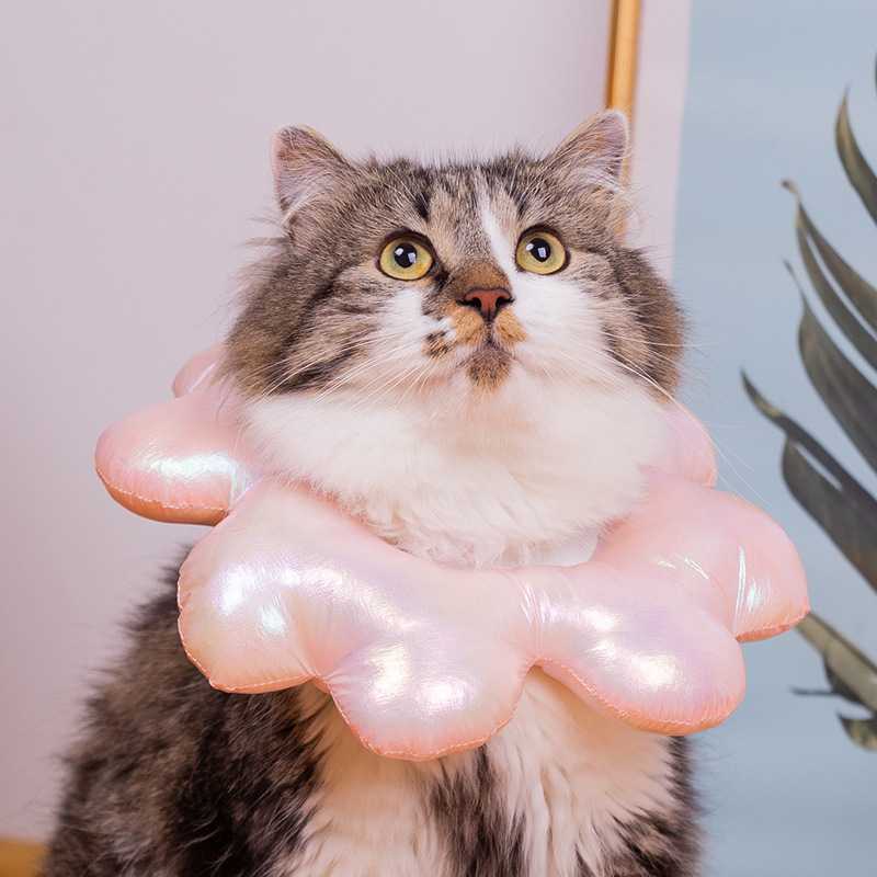 ปลอกคอกันเลีย คอลล่าแมว
