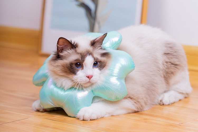 ปลอกคอกันเลีย คอล่าแมว