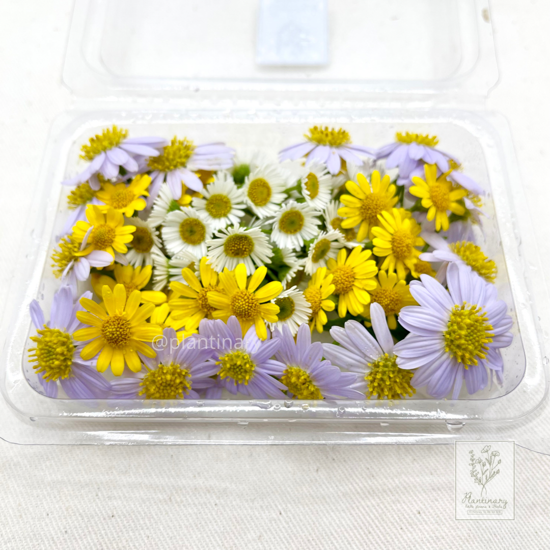 Mix daisy (ดอกเดซี่ 3 สี)