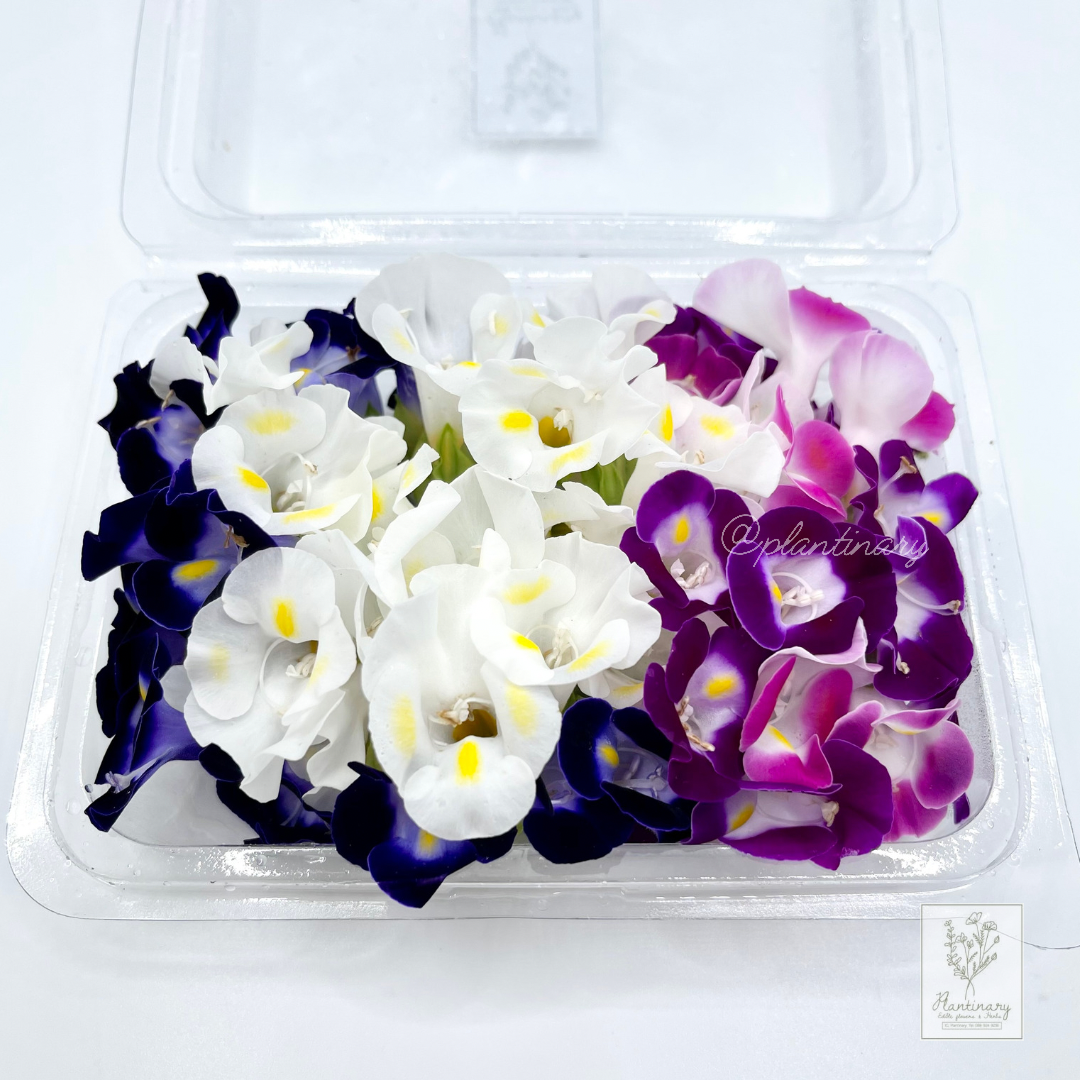 Torenia แววมยุรา ดอกไม้ทานได้
