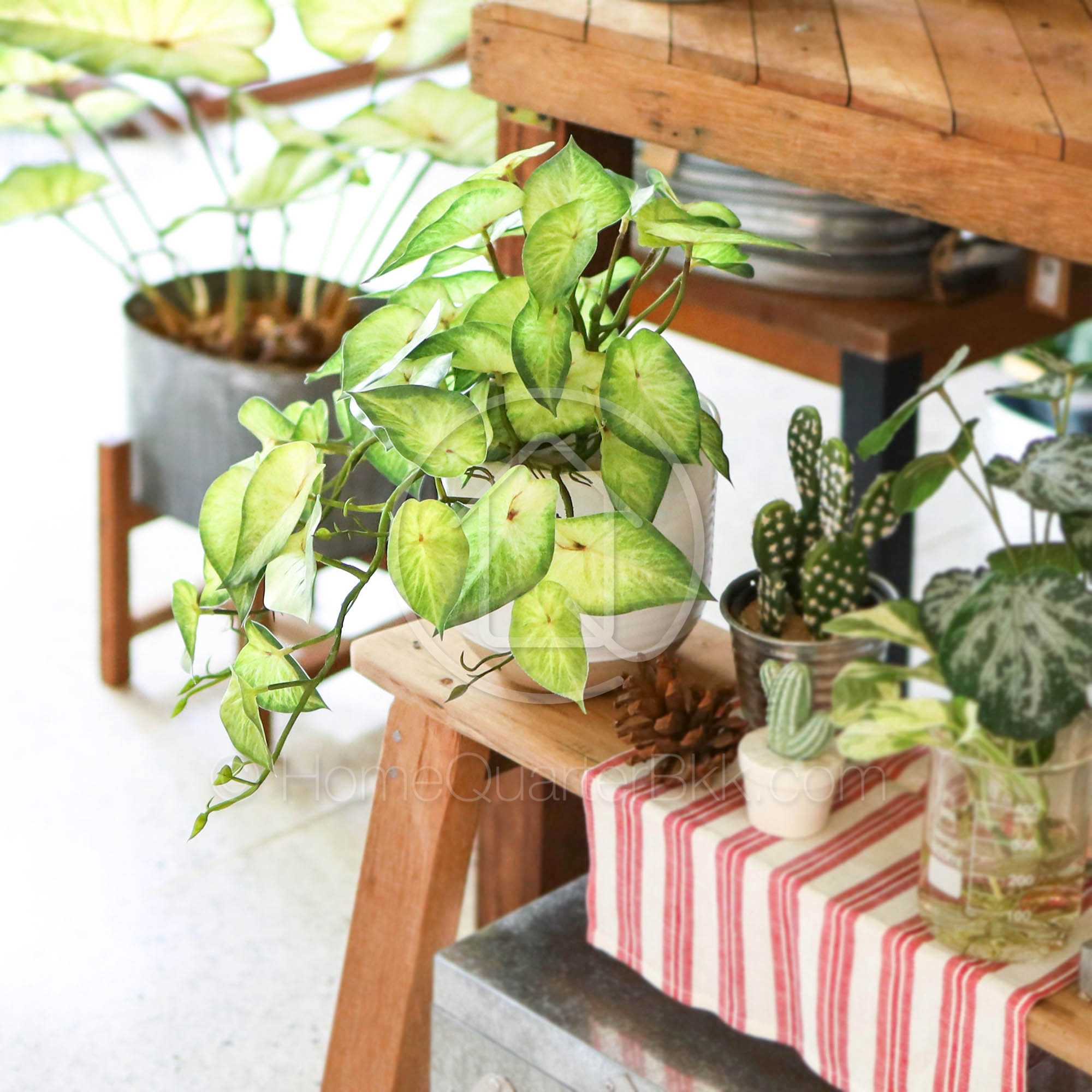 แอร์โรว์ ต้นไม้เทียม | Arrow Faux Plant