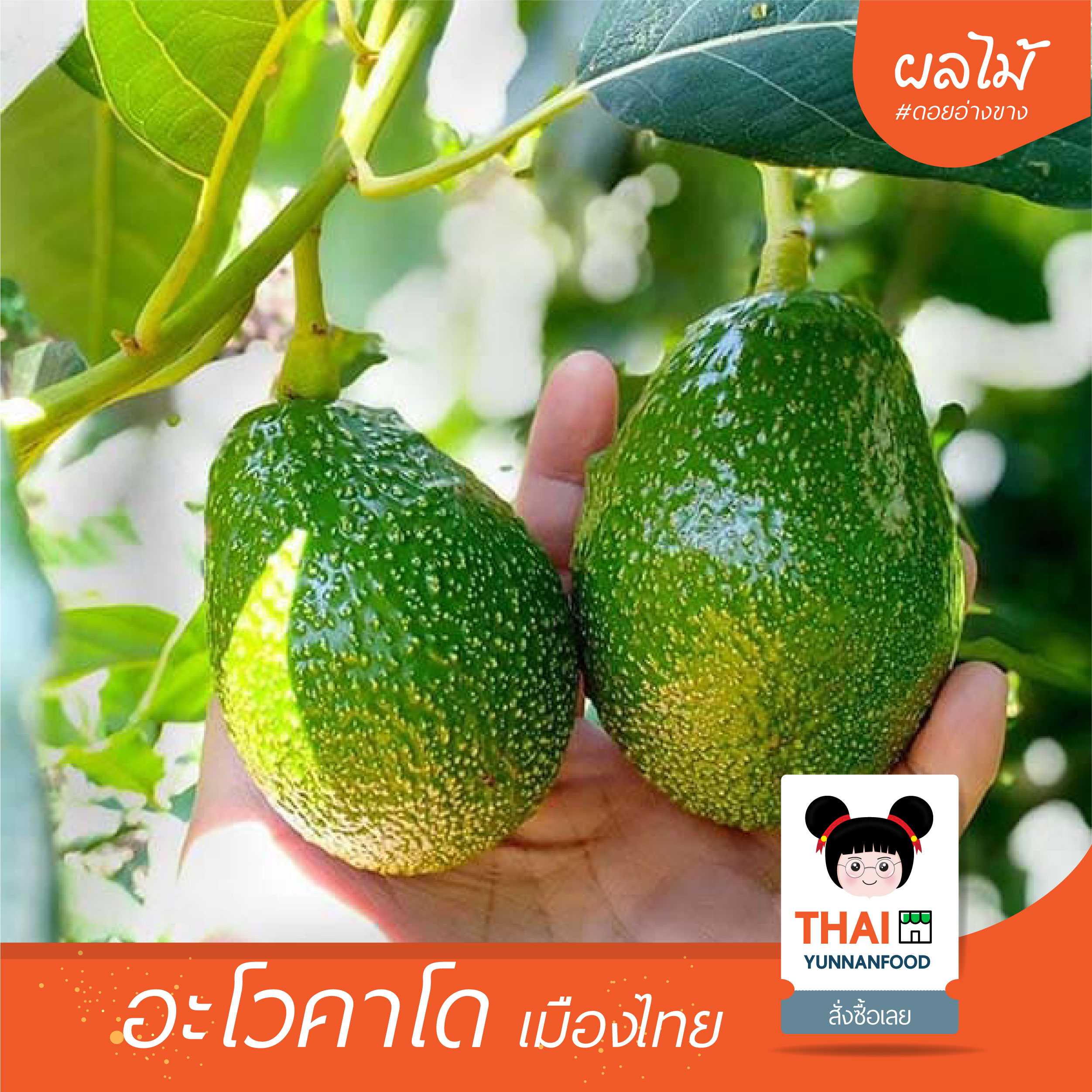 อะโวคาโด เมืองไทย 牛油果  | ผลไม้สดตามฤดูกาล จ. เชียงใหม่  ดอยอ่างขาง | กิโลกรัมละ 80 บาท