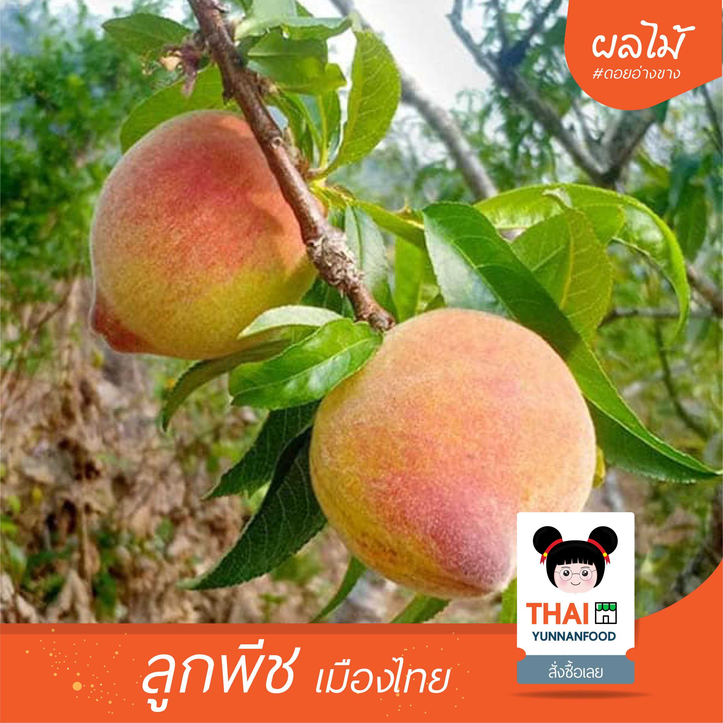ลูกพีชเมืองไทย 桃子 | ผลไม้สดตามฤดูกาล จ. เชียงใหม่  ดอยอ่างขาง | กิโลกรัมละ 80 บาท