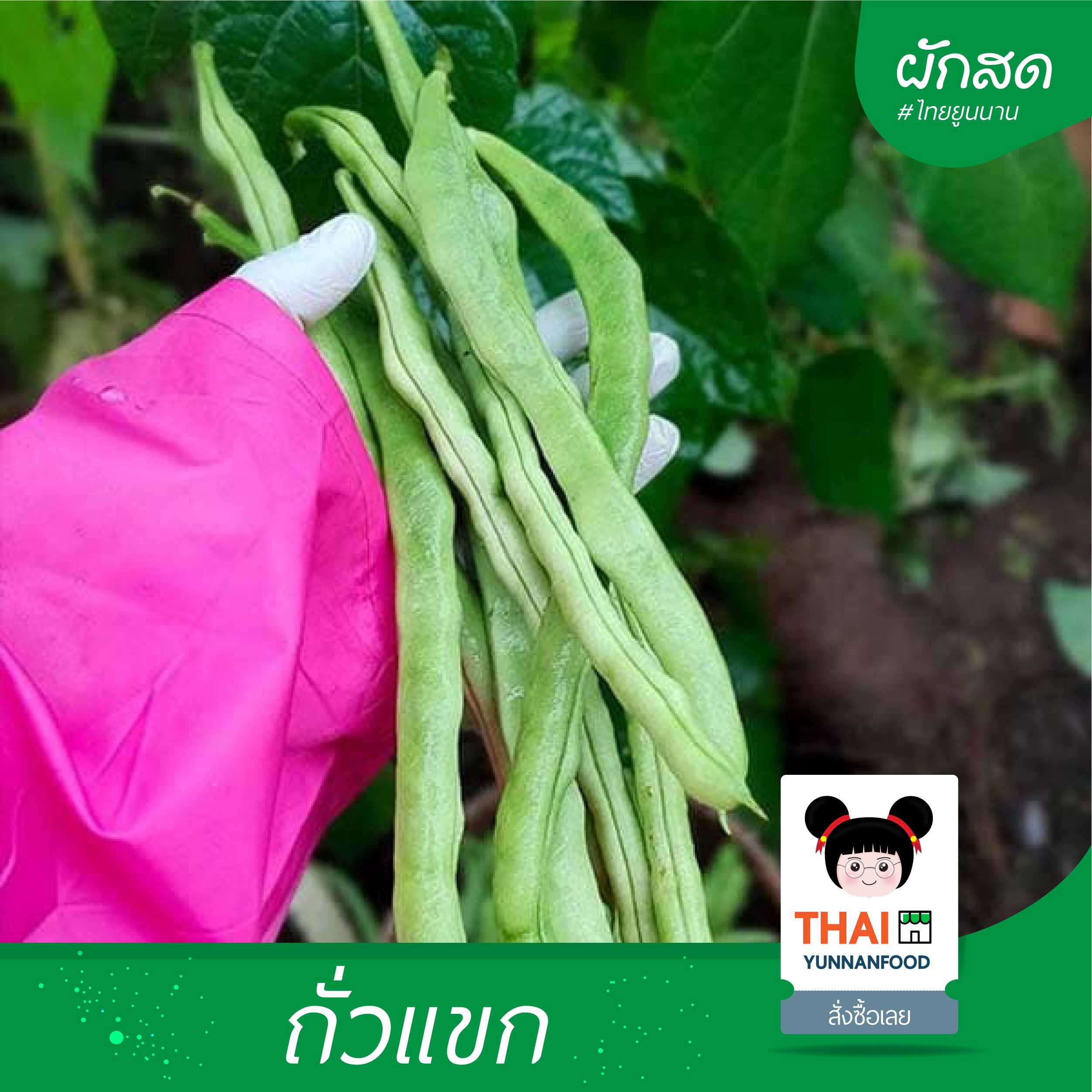 ถั่วแขก 四季豆 | พืชผักเมืองเหนือ จ. เชียงใหม่  ดอยอ่างขาง