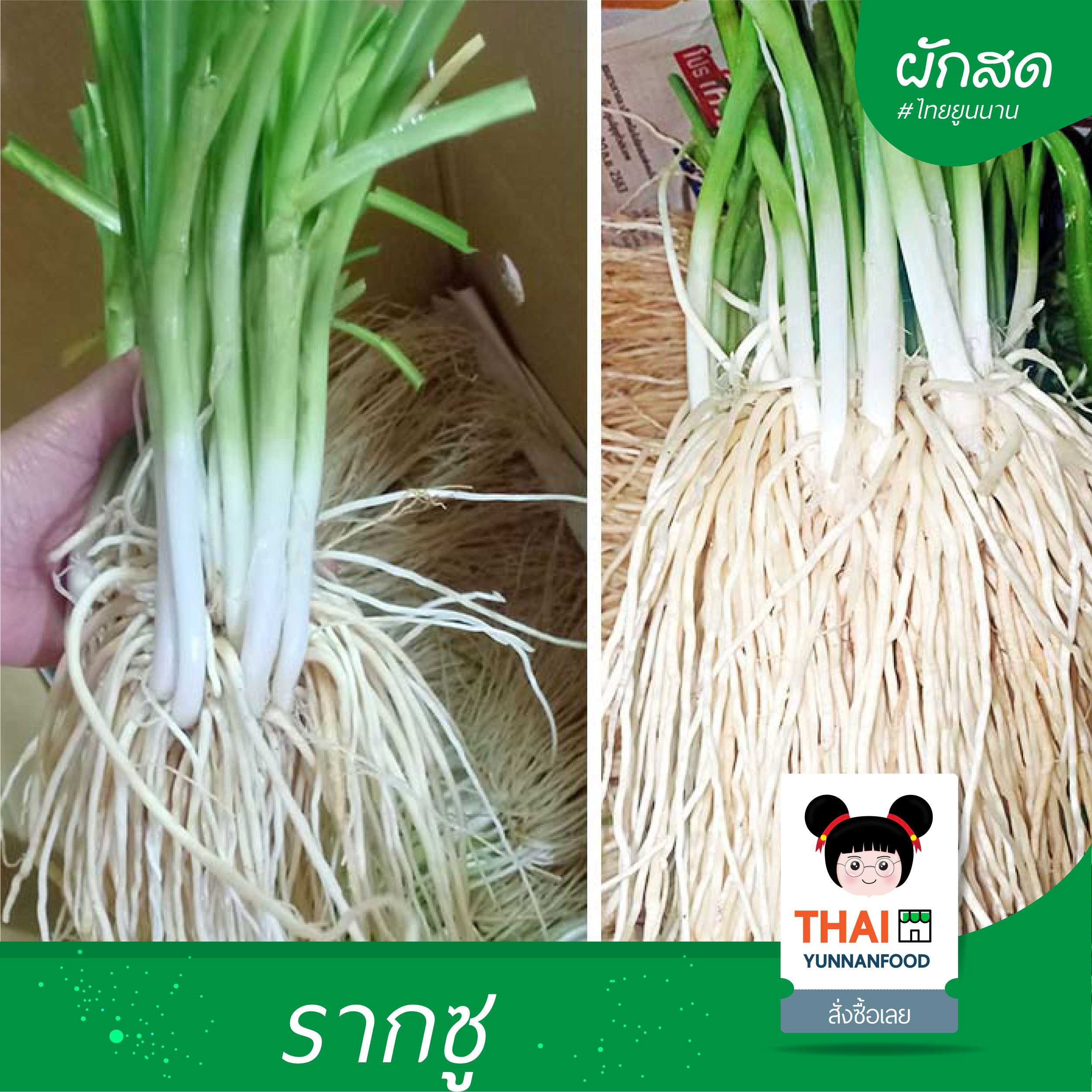 รากซู 撇菜根 / 苤菜根 | พืชผักเมืองเหนือ จ. เชียงใหม่  ดอยอ่างขาง