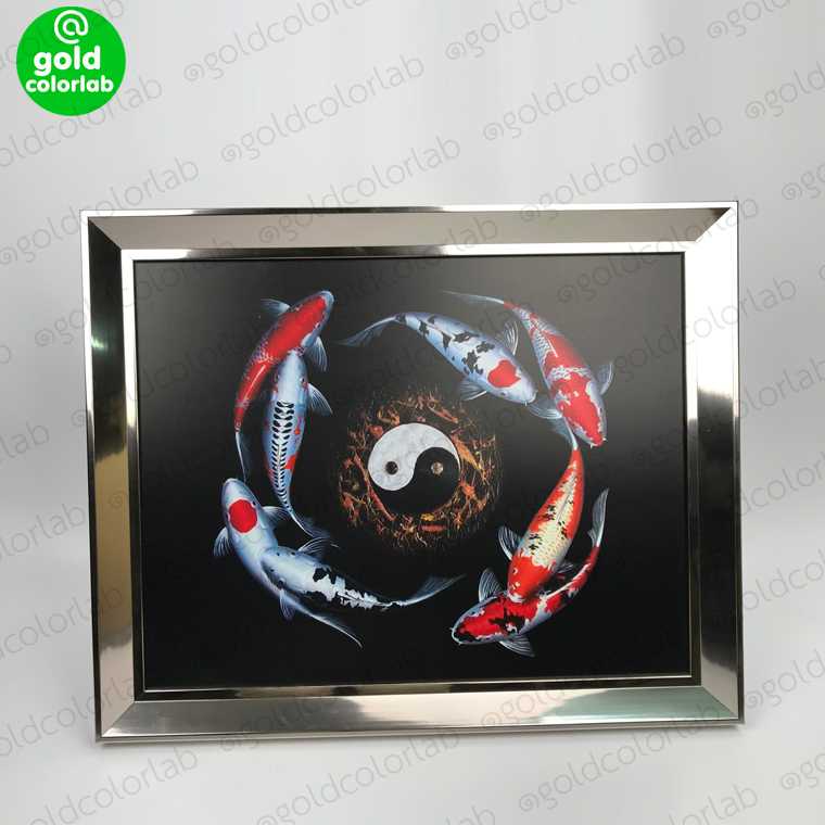กรอบรูป มงคล ปลาคารฟ 20x24 นิ้ว กรอบสีเงิน