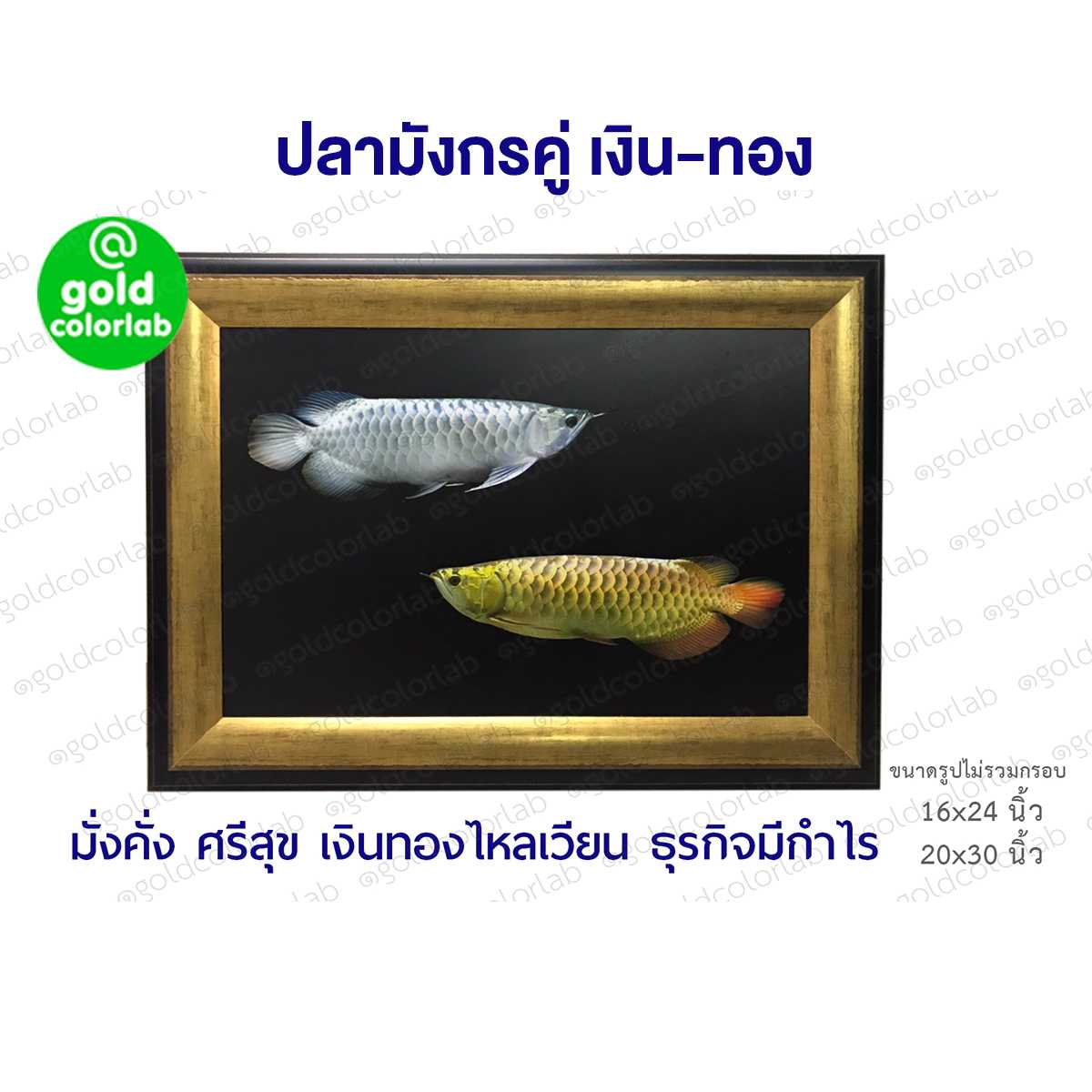 กรอบรูป มงคล ปลามังกร 16x24 นิ้ว ปลามังกรคู่ เงิน ทอง กรอบสีทองด้าน 3 นิ้ว
