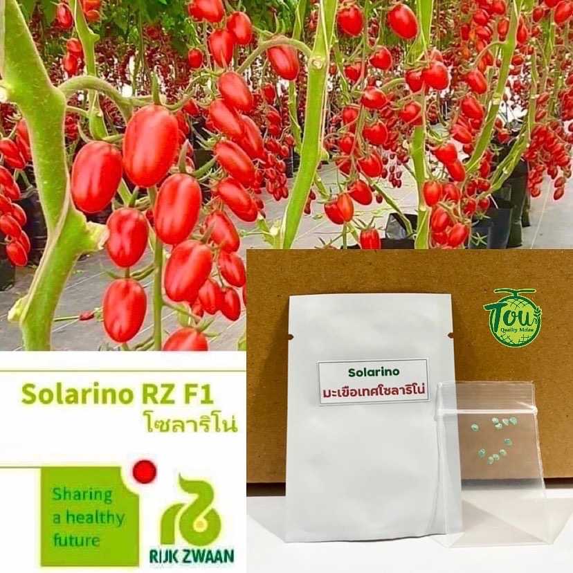 เมล็ดพันธุ์มะเขือเทศ โซลาริโน่ Solarino  มะเขือเทศทานสด เมล็ดมะเขือเทศ ของแท้