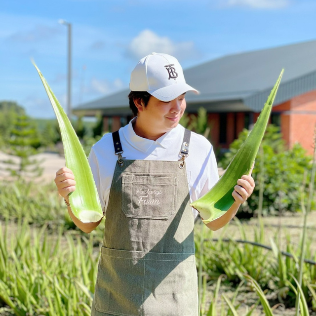 🥦ว่านหางจระเข้ (Aloe) ออร์แกนิค พันธุ์บาร์บาเดนซิส กาบใหญ่ๆ